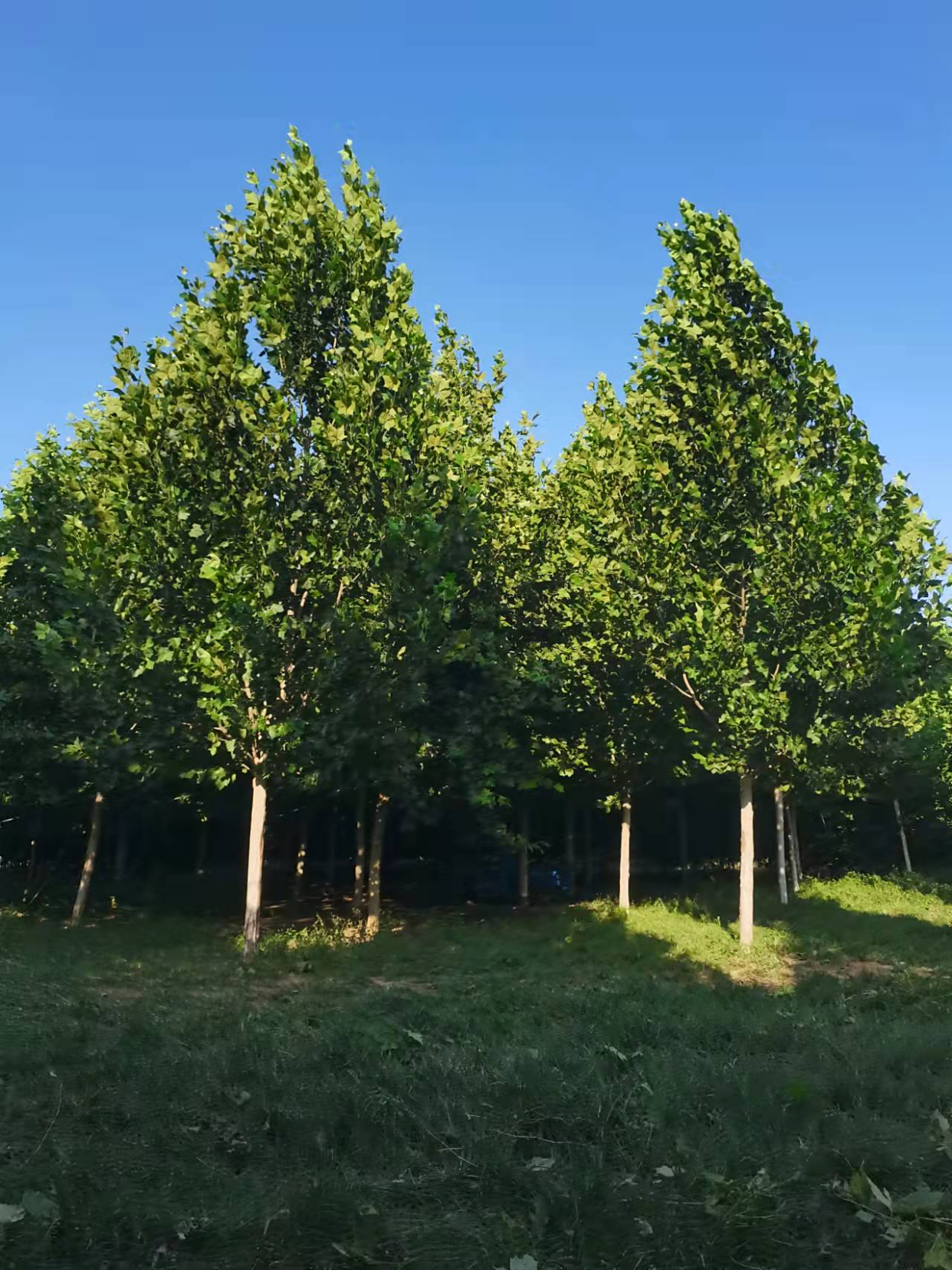 法桐树怎样栽培比较好?