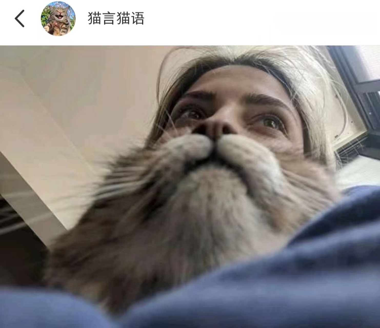 猫指人图片高清图片