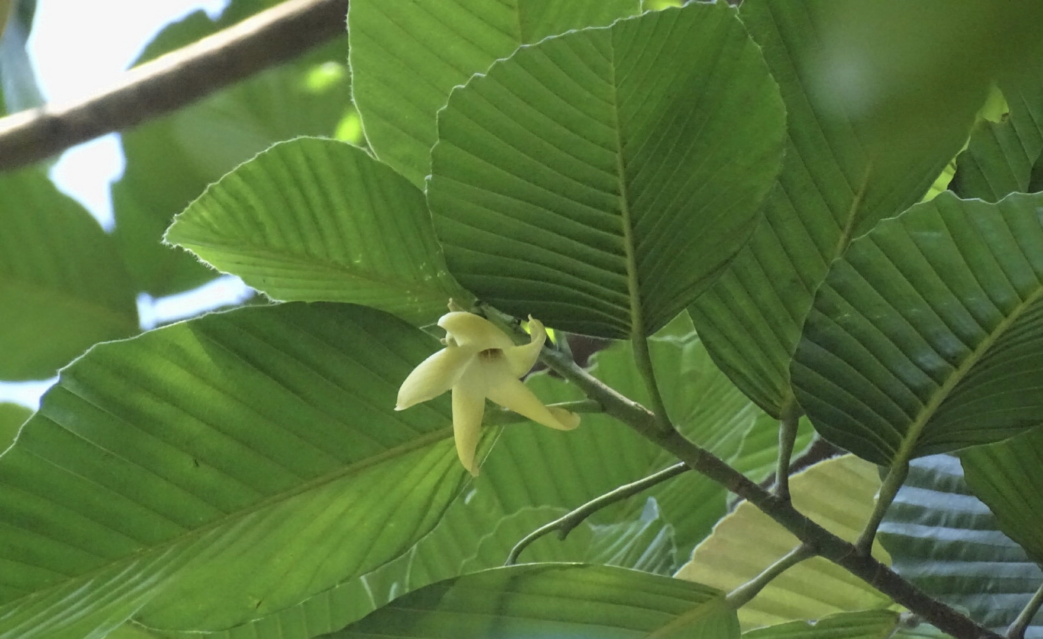 东京龙脑香.产地云南西藏