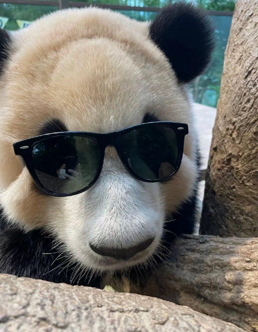 福宝,墨镜一戴,谁都不爱,哈哈哈哈,福宝是不是第一个戴墨镜的大熊猫啊