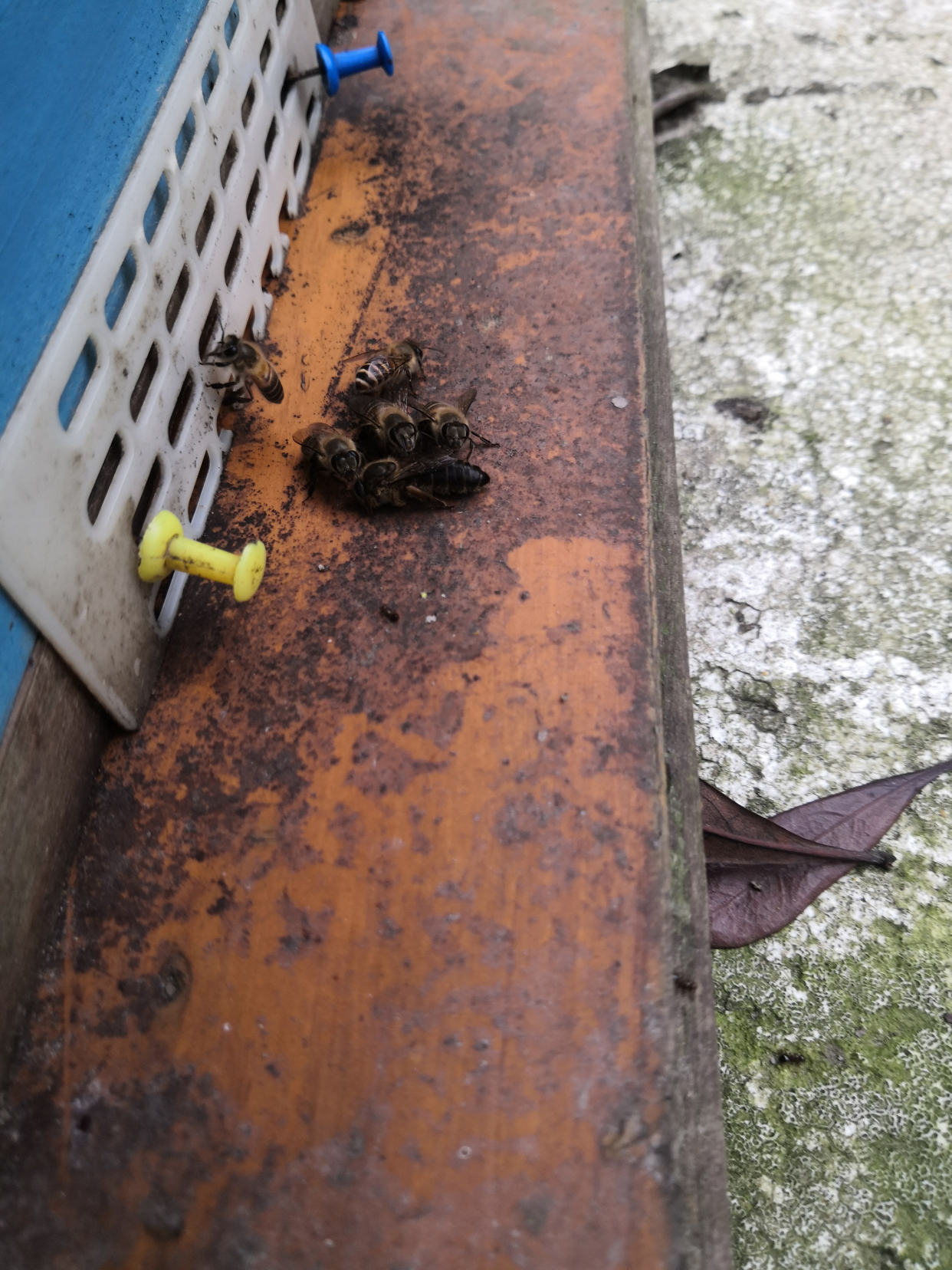 蜂王死了怎么办?