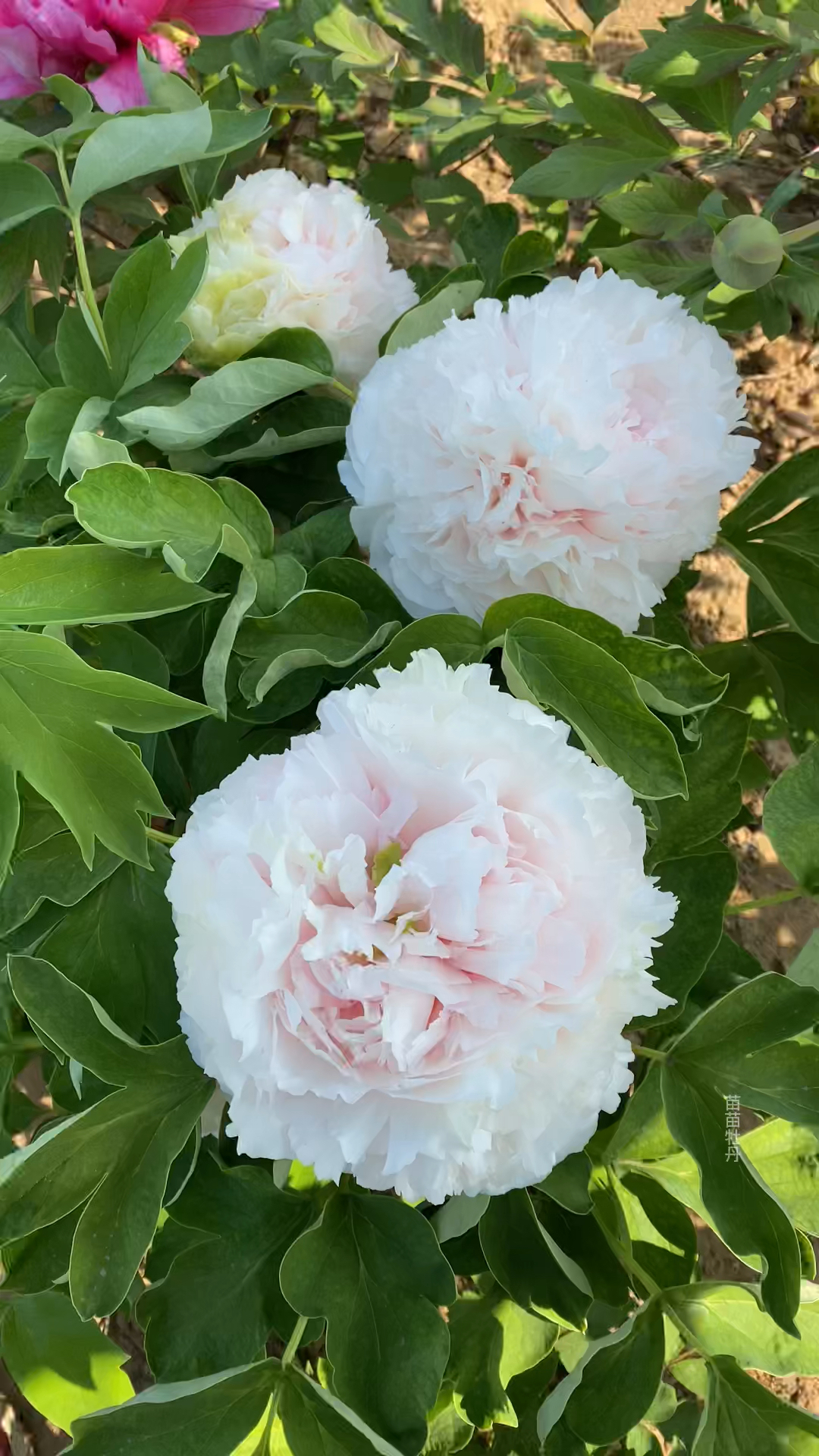 牡丹品种:雪山青松,花中珍品-度小视