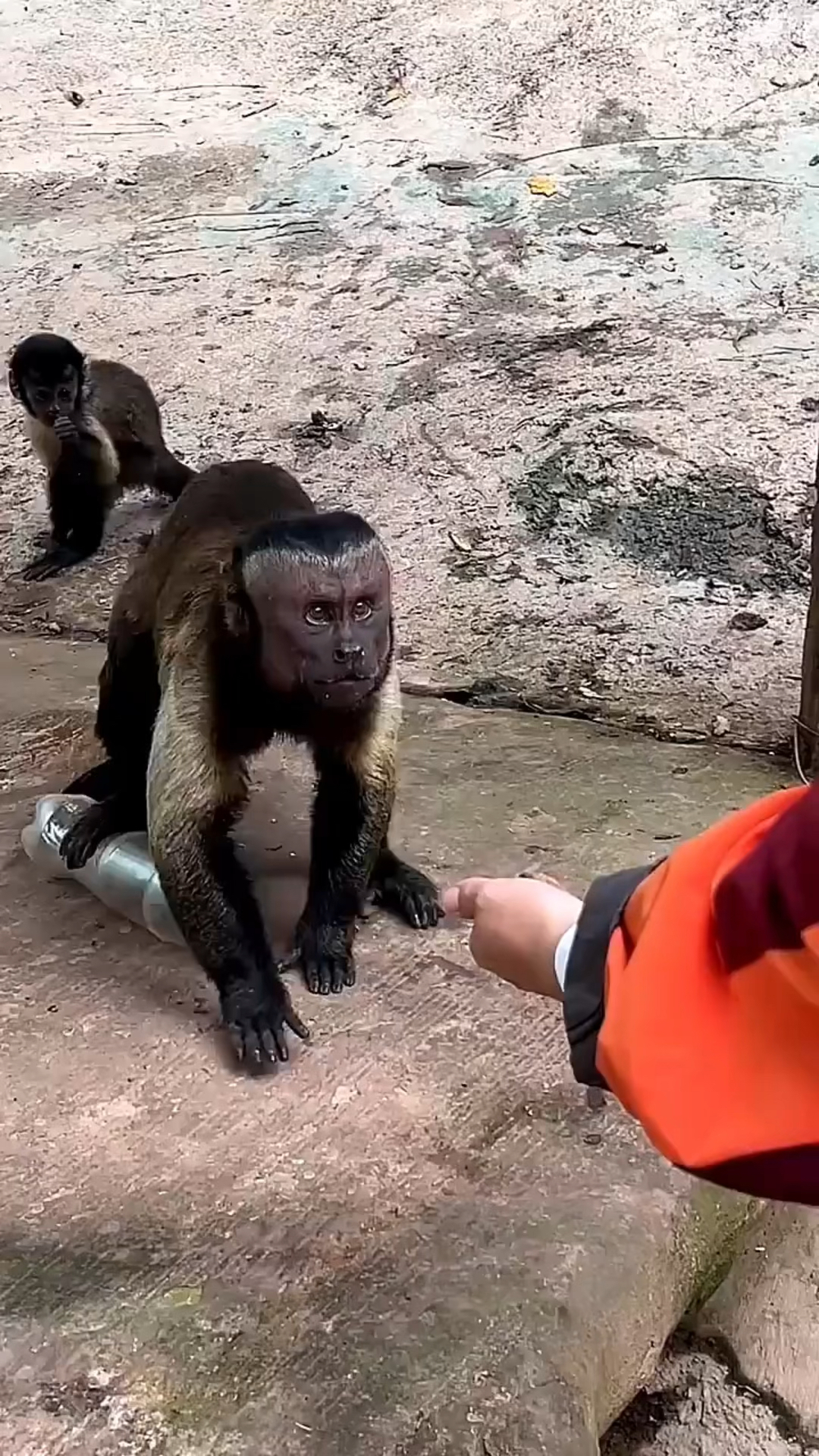 人脸猴长得跟人太像了,真是越看越奇怪啊