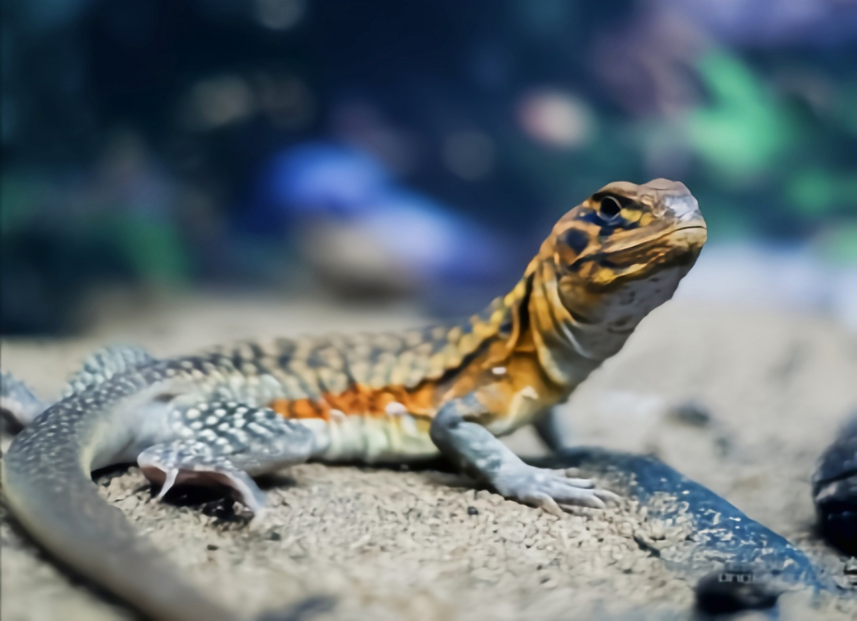 每天认识一种动物——蝴蝶蜥 蝴蝶蜥别名沙龙,坡龙,南滑晰,原产于亚洲