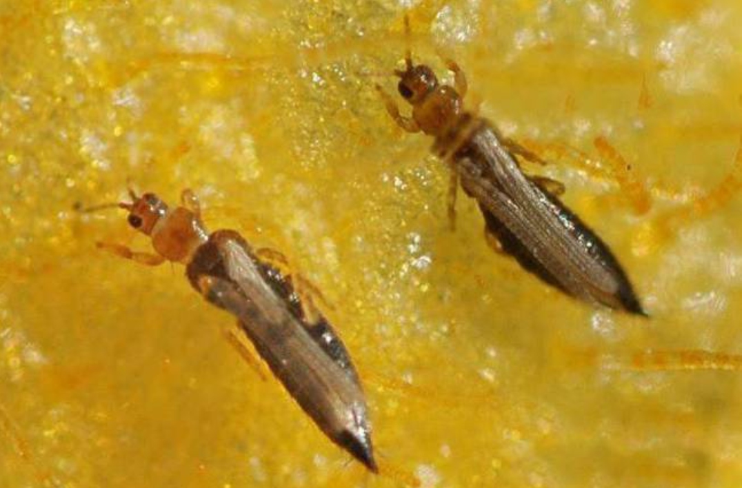 瓜蓟马别名:棕榈蓟马,南黄蓟马