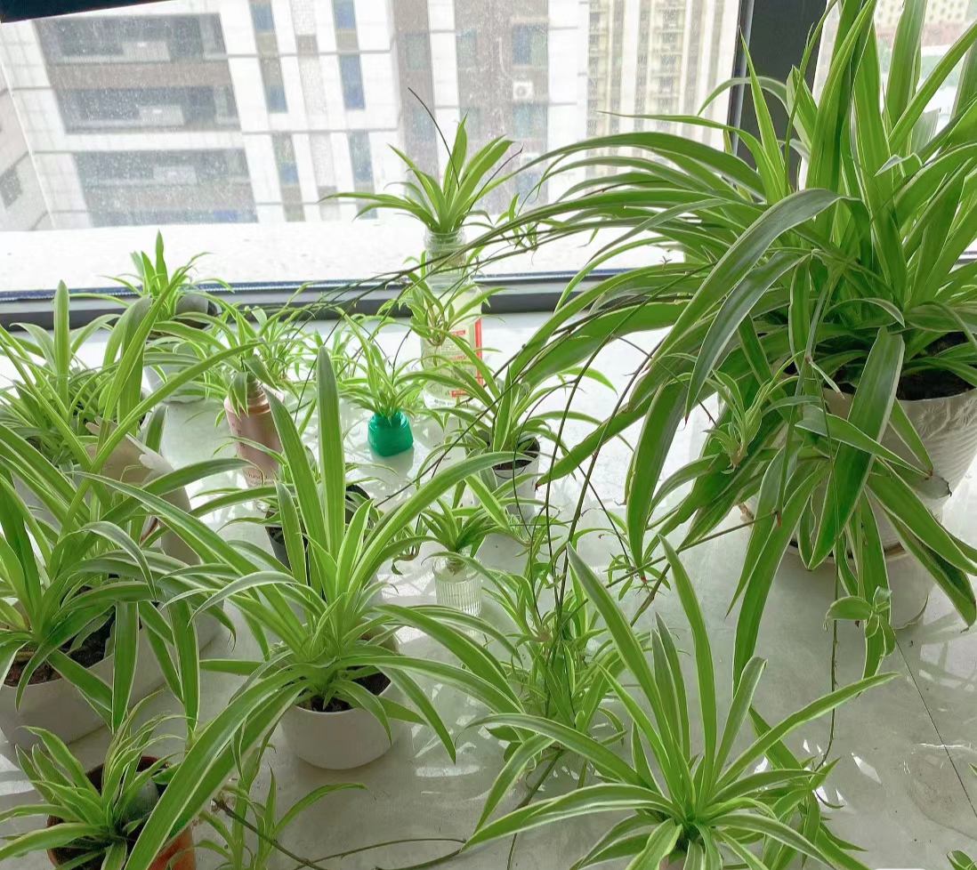 漂亮的吊兰