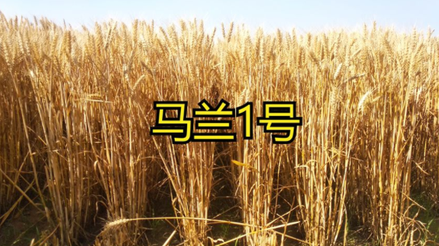 马兰1号小麦亩播量多少