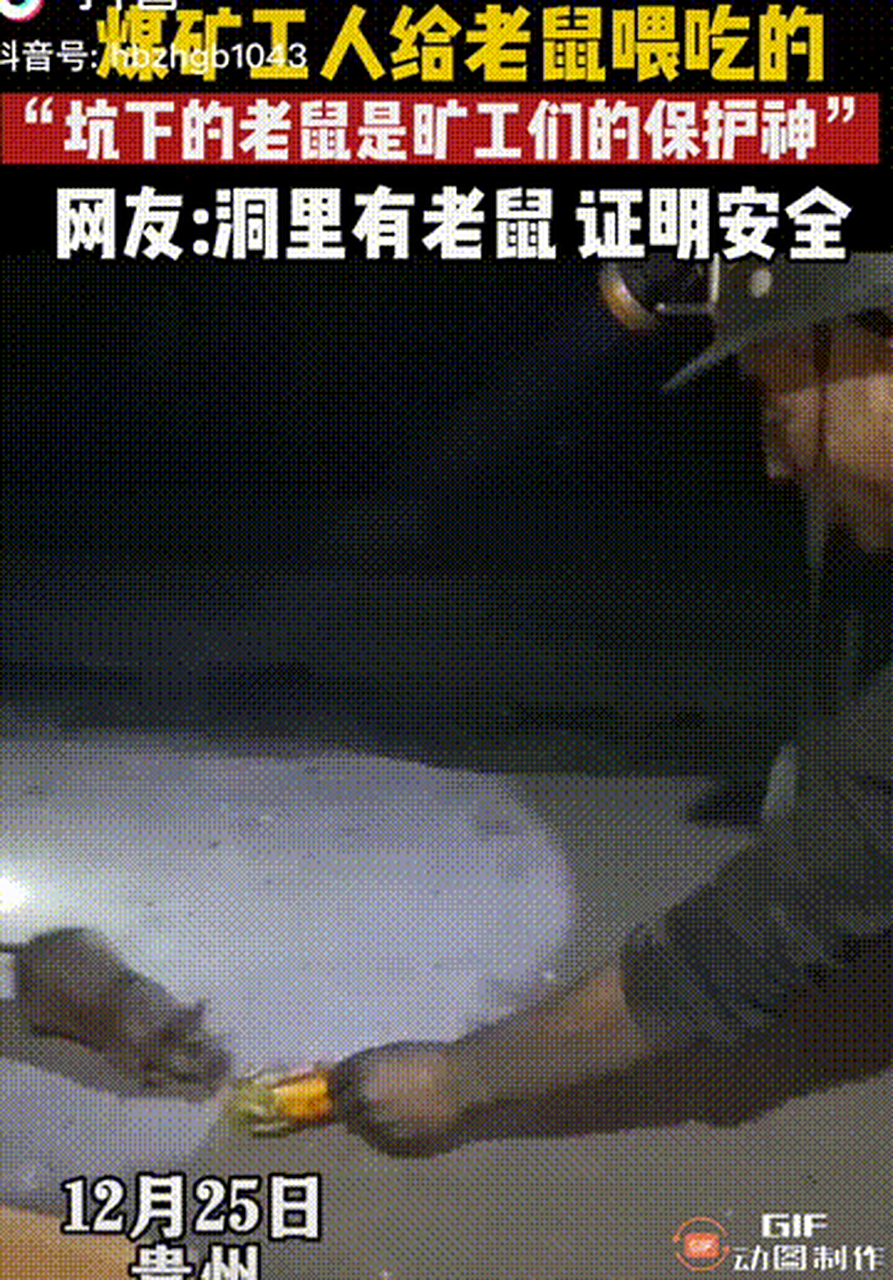 贵州的煤矿工人在矿洞里给老鼠喂吃的,并称坑下的老鼠是旷工们保护神