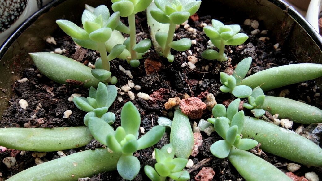 一片叶子都能繁殖无数棵的多肉,具体怎么操作繁殖