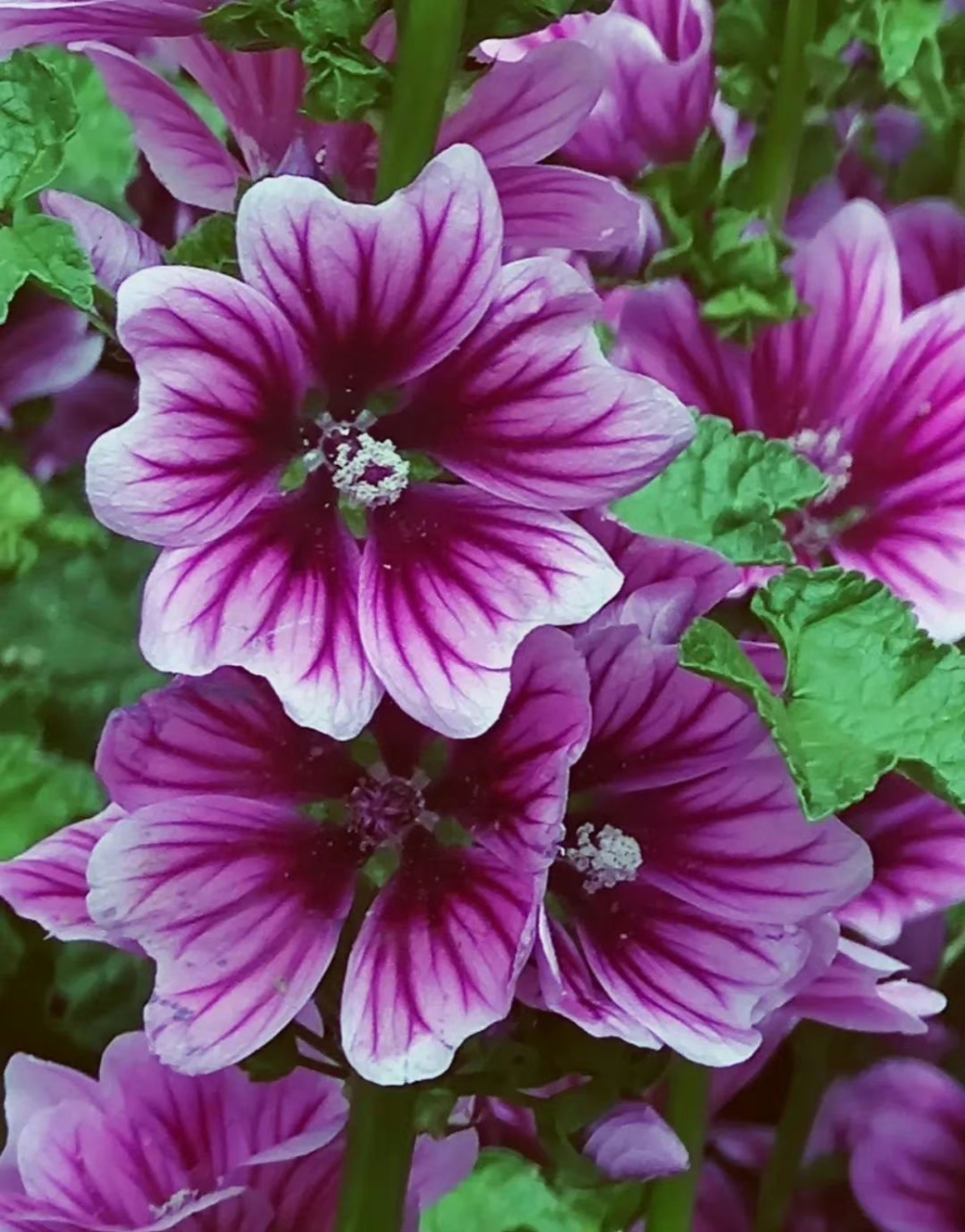 花卉鉴赏:锦葵,又名荆葵,钱葵,棋盘花,株高分枝多,花朵簇生,花色为紫