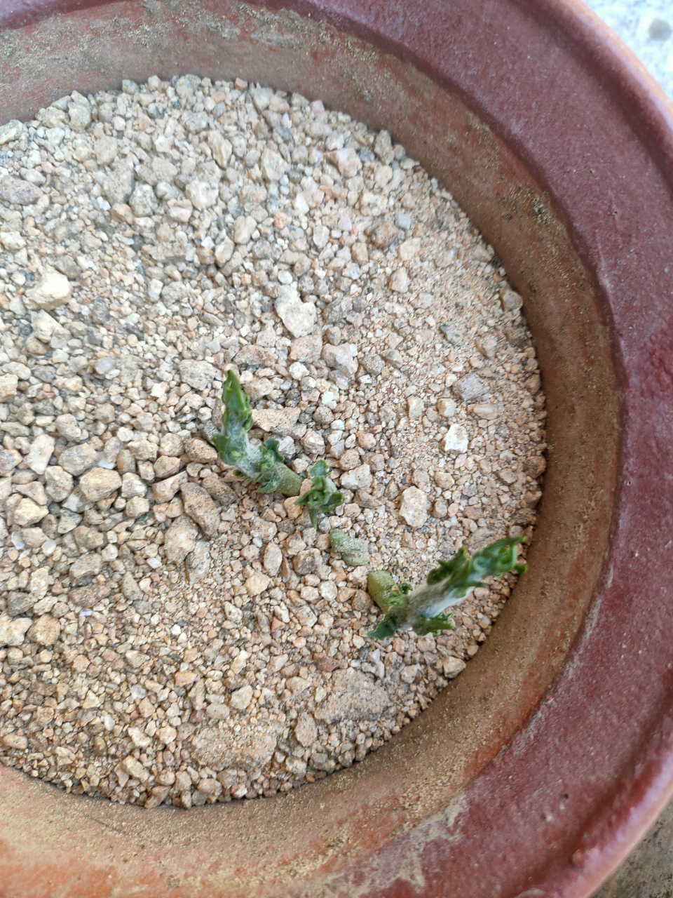 去年深秋咱们储存的佛手瓜发芽了[耶耶耶]想看如何操作的朋友可以看一