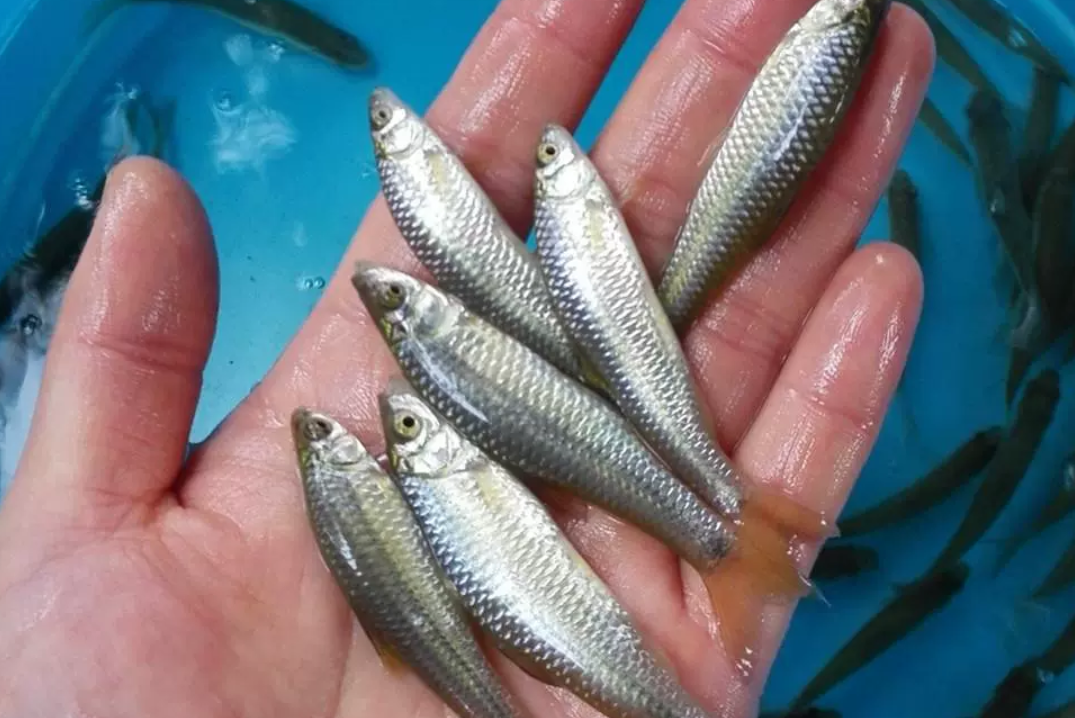 麦穗鱼,河流中的小杂鱼,也是灭蚊小能手,油炸好吃!
