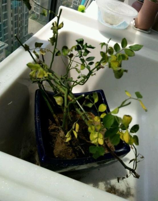 沙质土,加的沙太细,虽说透水 但时间一长会越来越板结