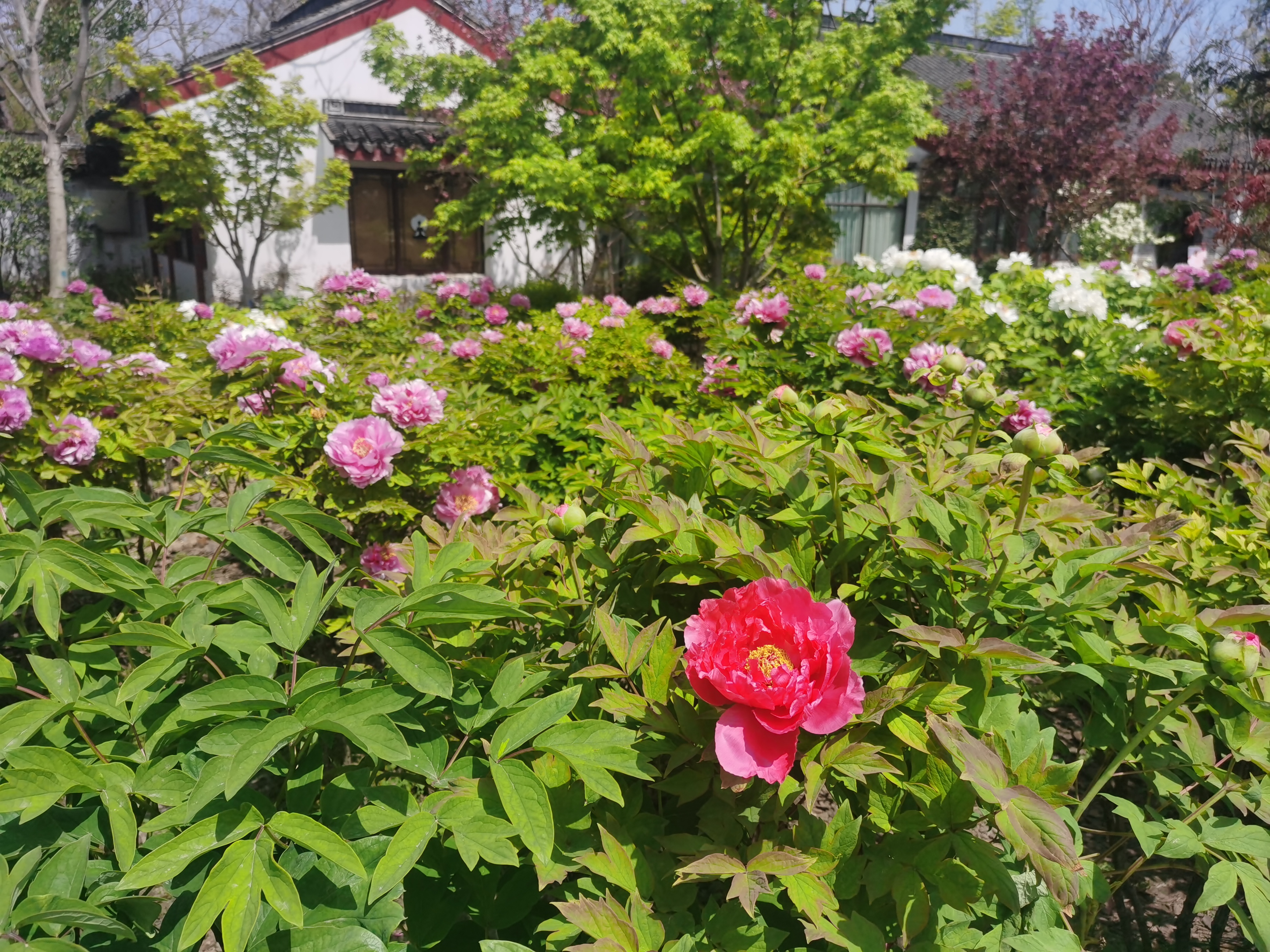 嘉兴南湖勺园牡丹正盛开