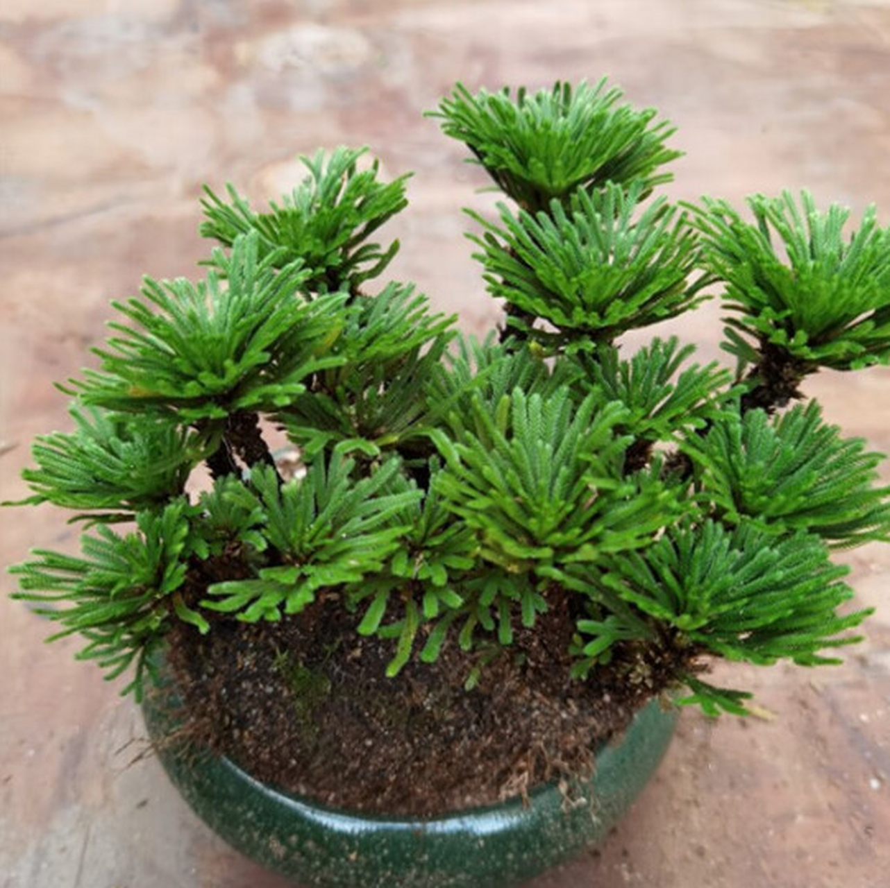 [原文:还魂草盆景的养殖方法]