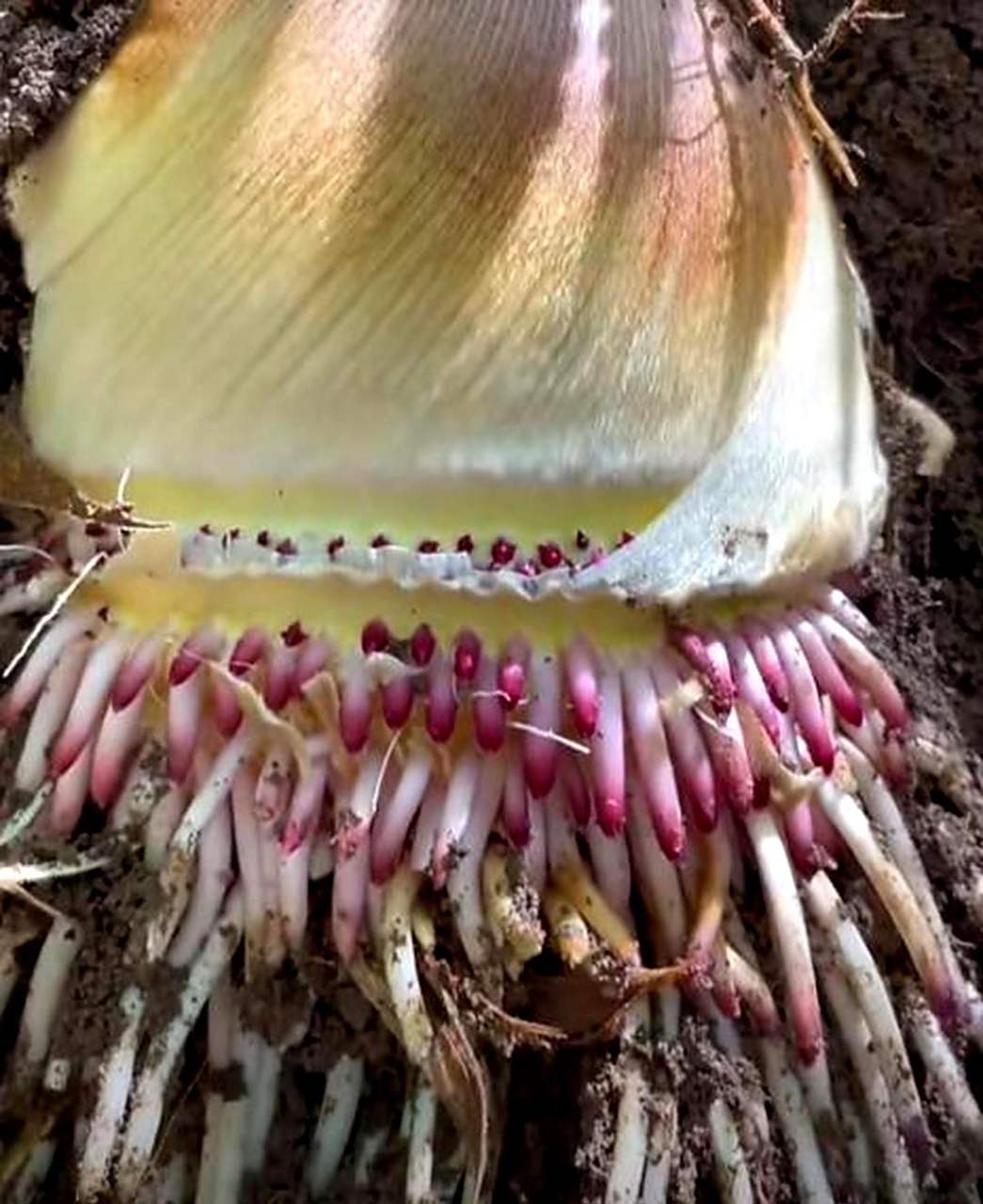 竹笋根是长这样的?