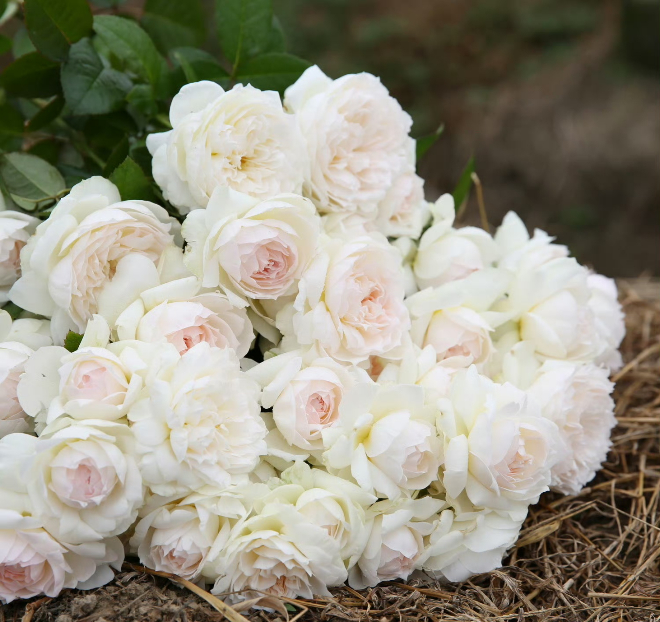 早安波莱罗~ 它是法国梅昂的明星产品,接近满分的丰花月季.