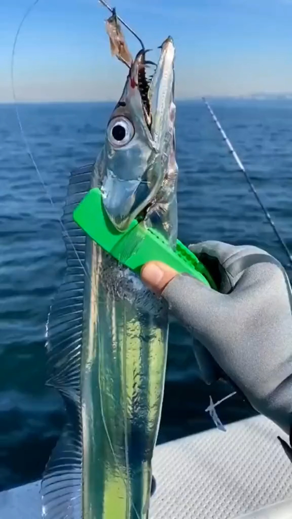 银带鱼透明银带鱼