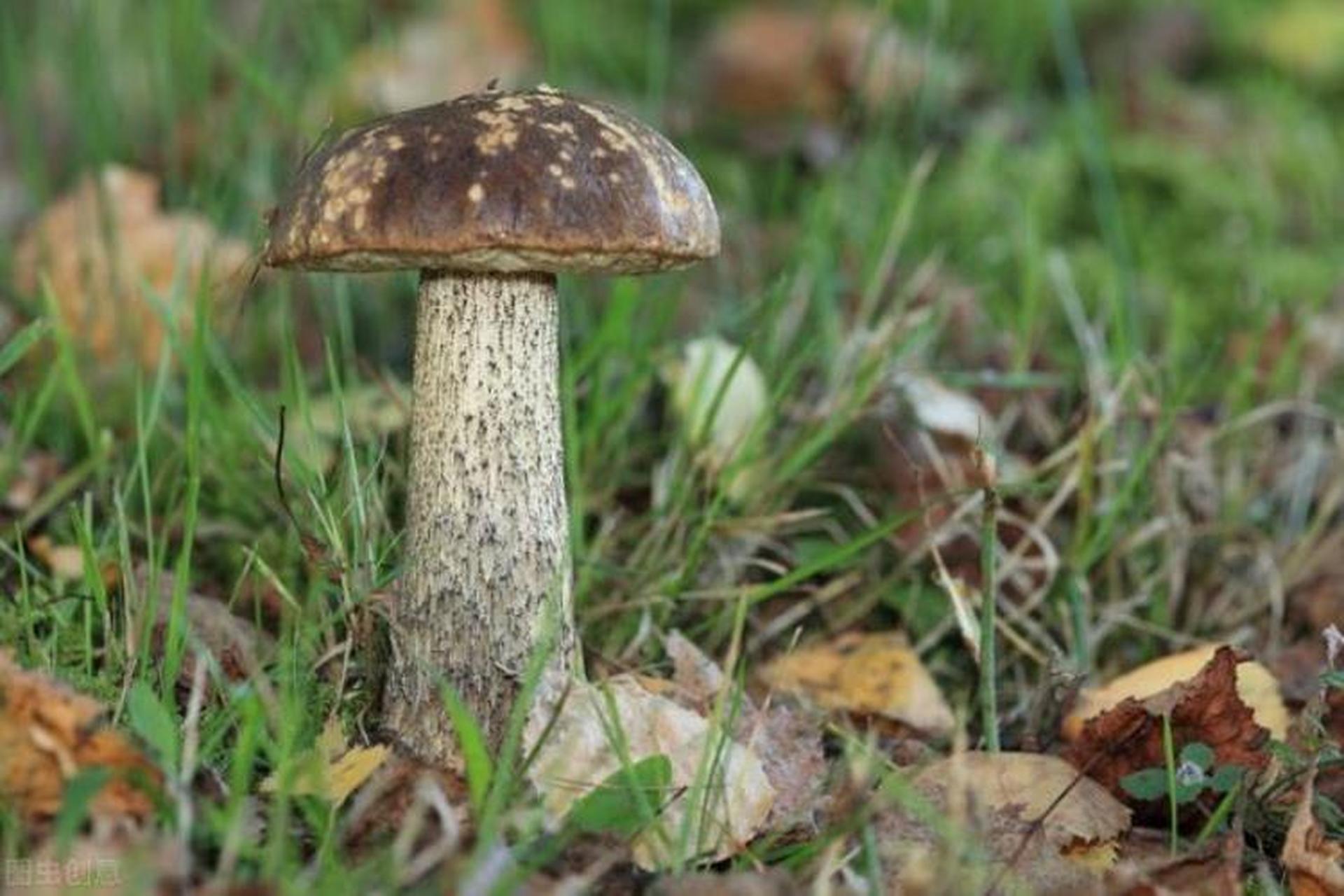 世界上最大的蘑菇:在美国俄勒冈州的马鲁尔国家公园,这个巨型蘑菇