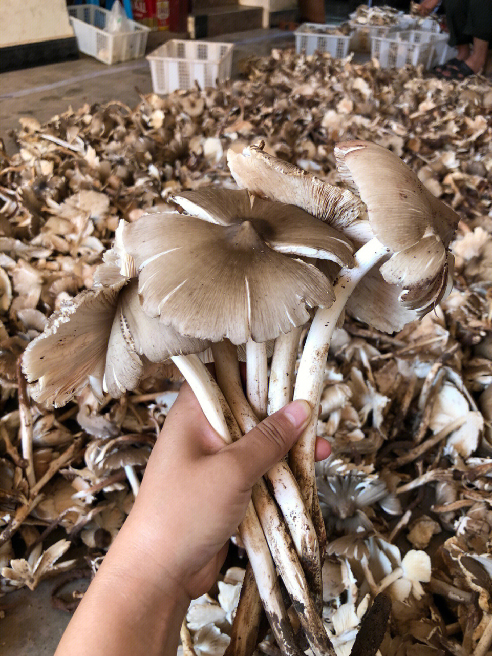 云南野生菌是指在云南省境内生长的各种野生菌类.