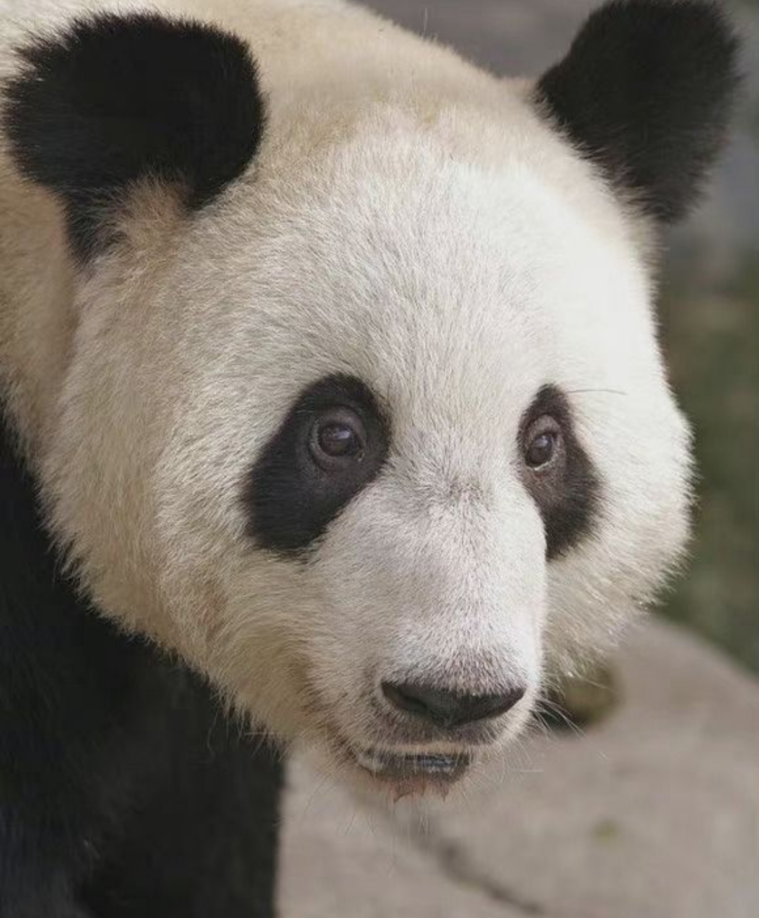 旅美大熊猫丫丫身体状况评估完毕,孟菲斯动物园等待政府批准