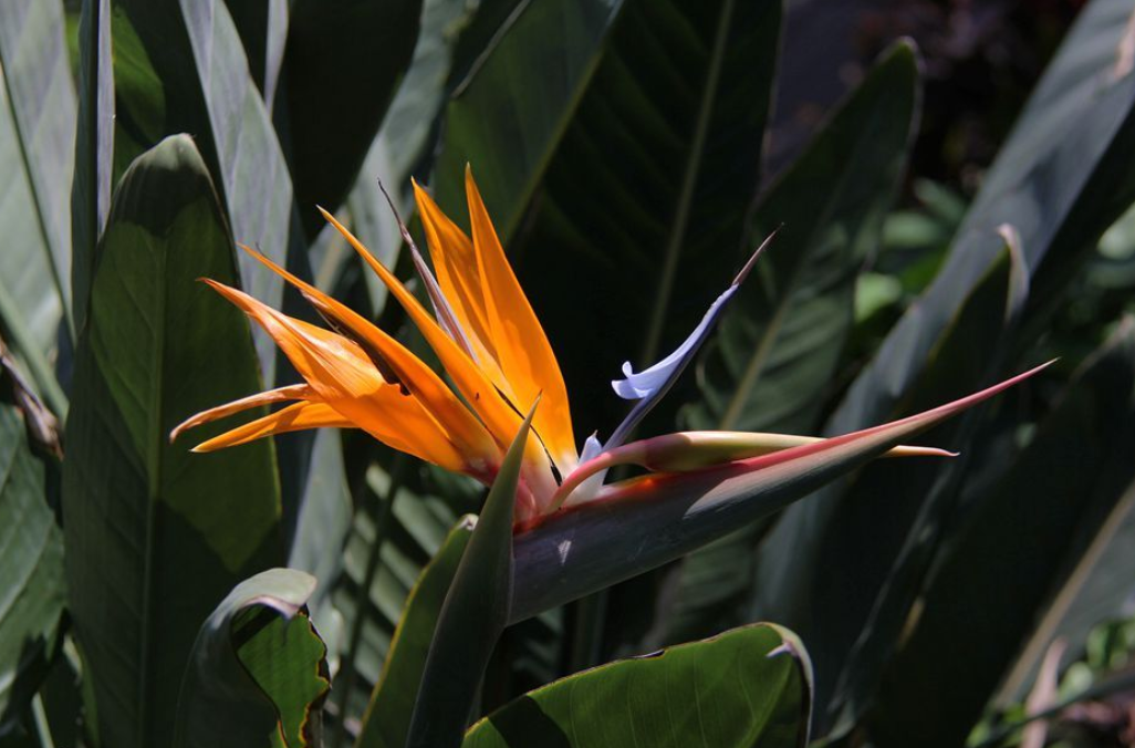 天堂鸟会开花吗?