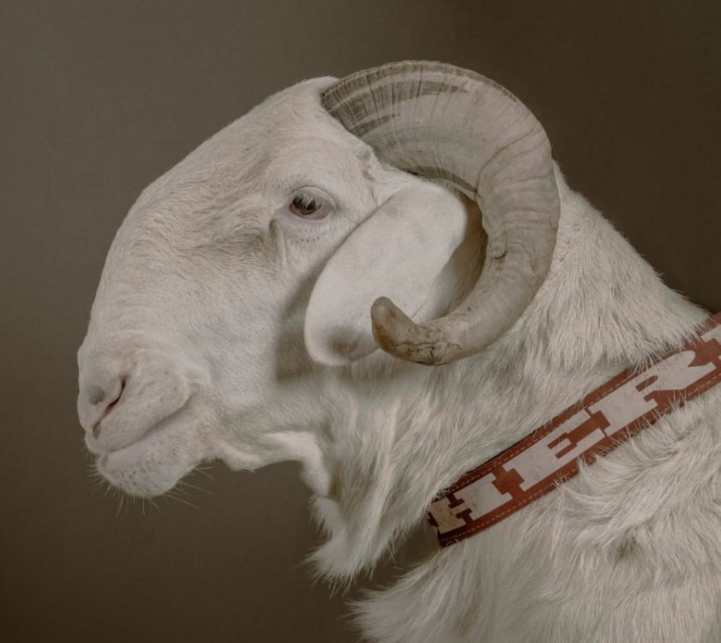 百家帮扶计划# 世界上最贵的羊是什么?