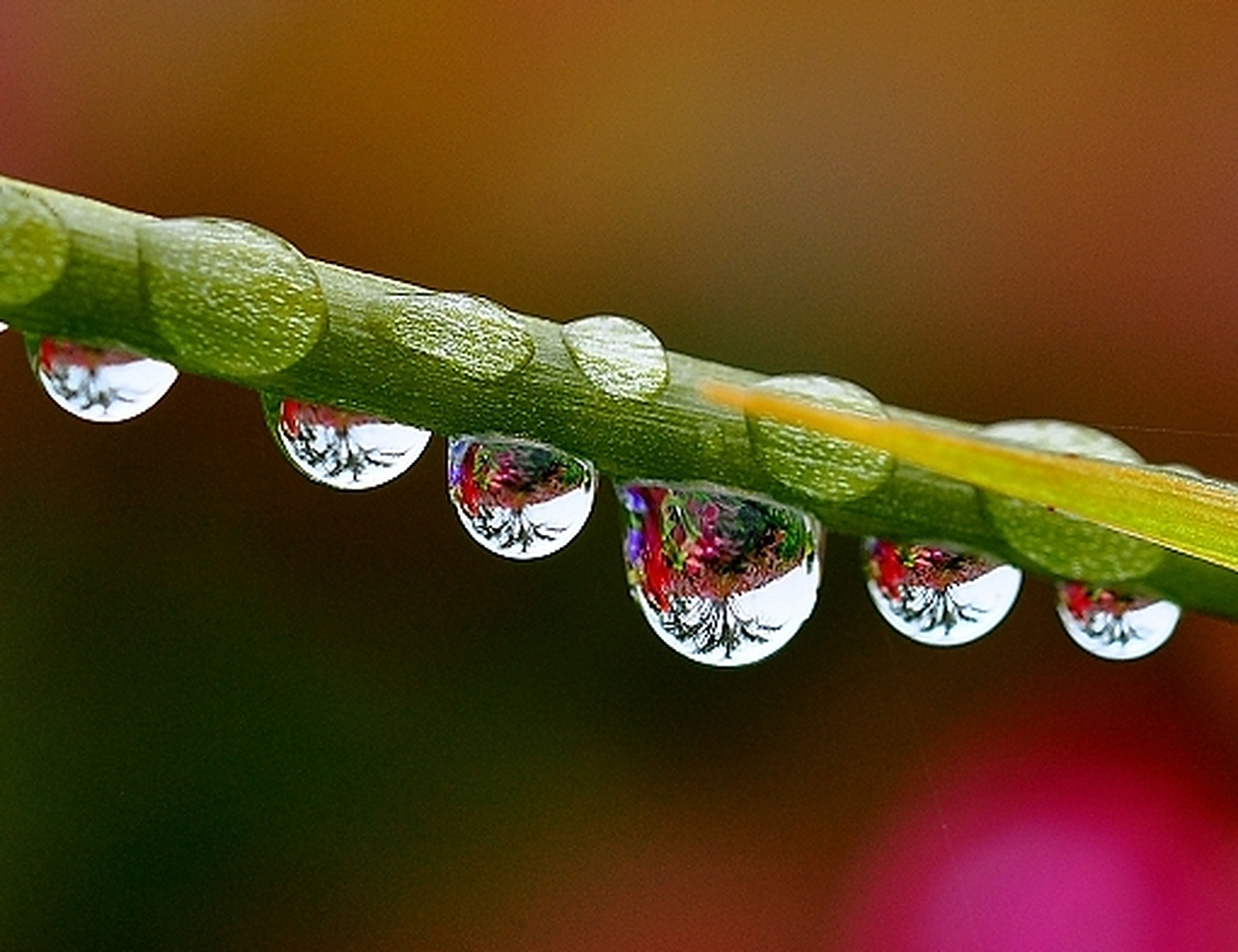 小故事蕴禅理  流芳百世的露珠  晶莹的小露珠,折射着复杂的大世界