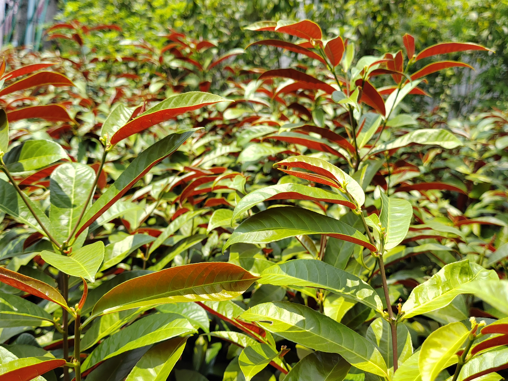 公园里的观赏植物:红背桂花,别名青紫木 红背桂花是一种实用价值较高
