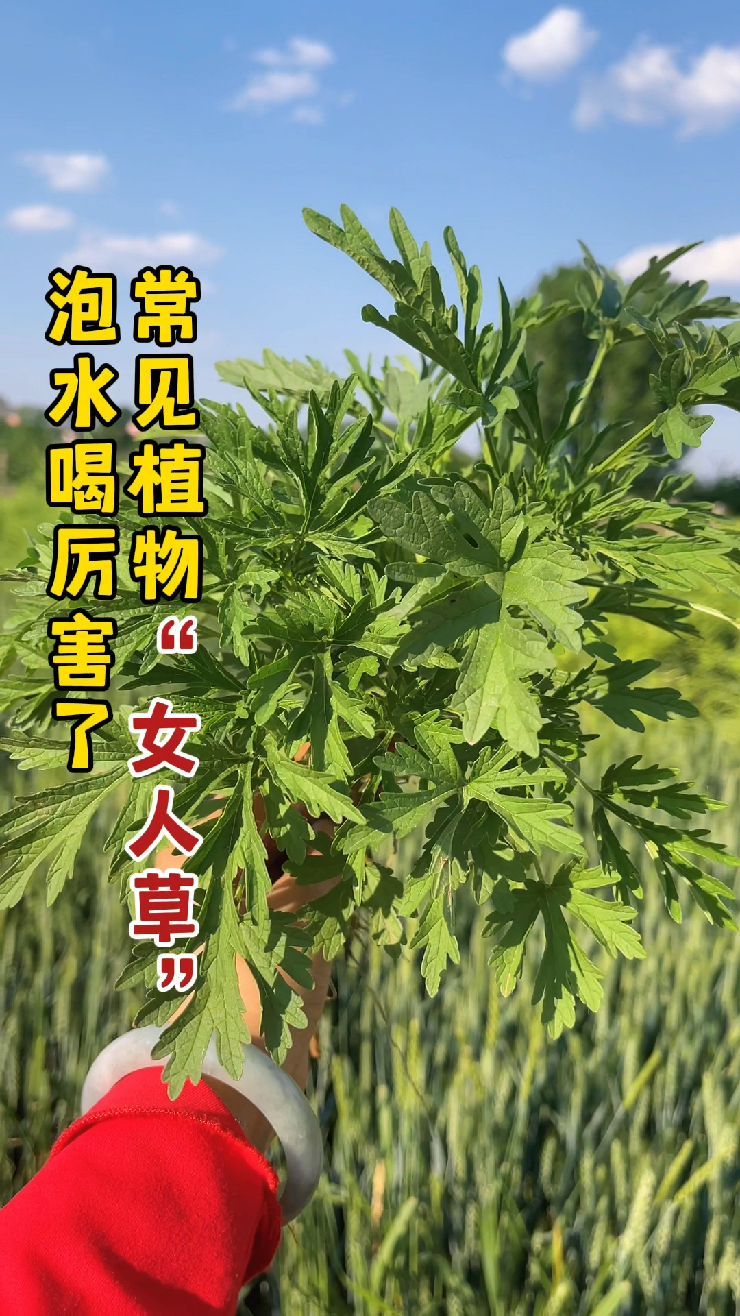 农村常见植物益母草被称为女人草酷似艾草常用来泡水喝为何价值这么高
