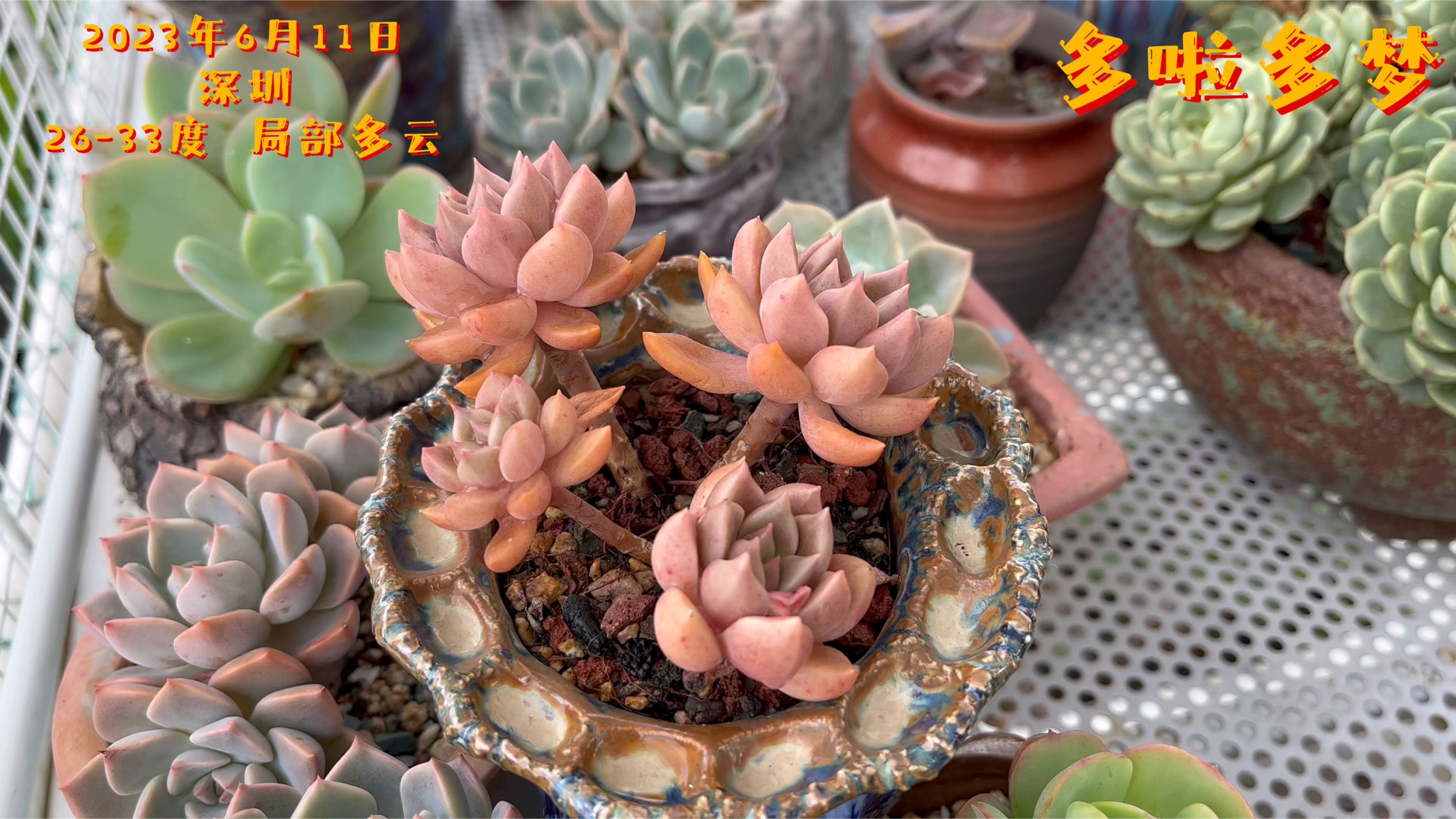 璀璨枝条干枯,提醒我要给多肉浇水,看看暴雨后多肉的状态