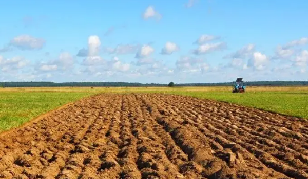 可耕地可以种树吗