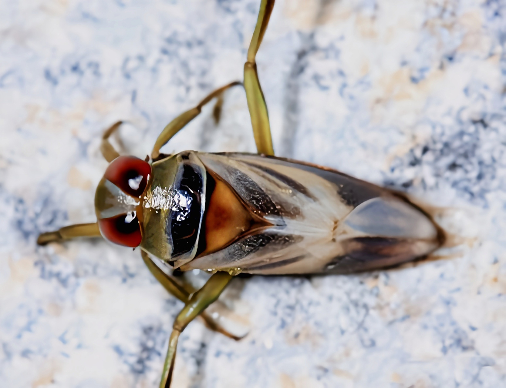 每天认识一种昆虫——黑白背仰游蝽 黑白背仰游蝽是半翅目,仰蝽科昆虫