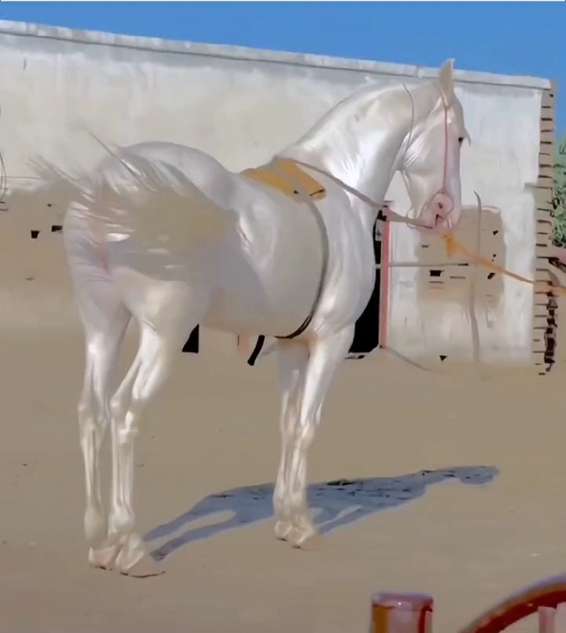 原来真的有"照夜玉狮子",看来古人诚不欺我!