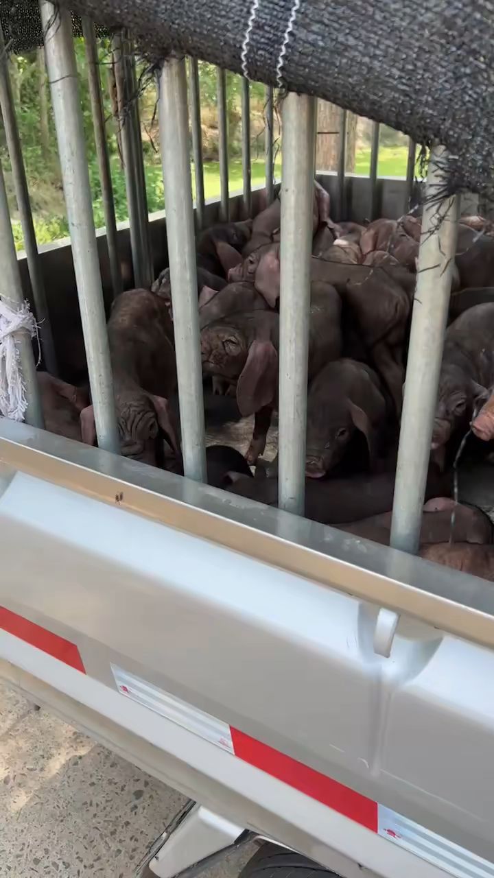 一车太湖猪,送去烤乳猪