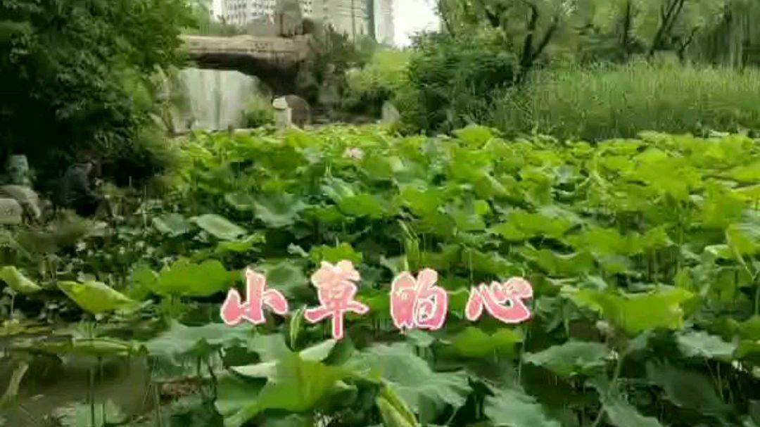 [图]小草的心 作者:许德明