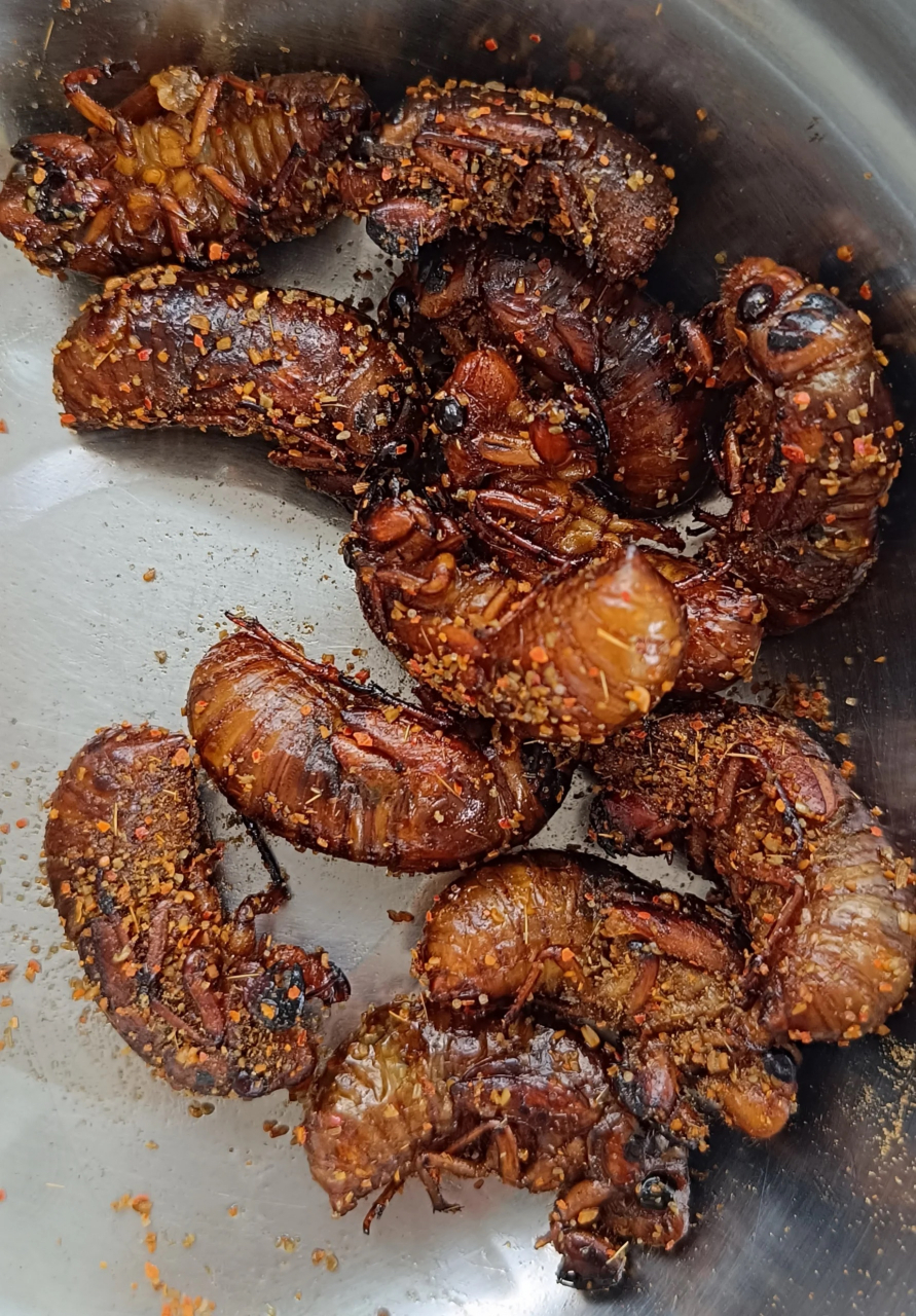 竟然很多网友问,知了猴能不能吃!