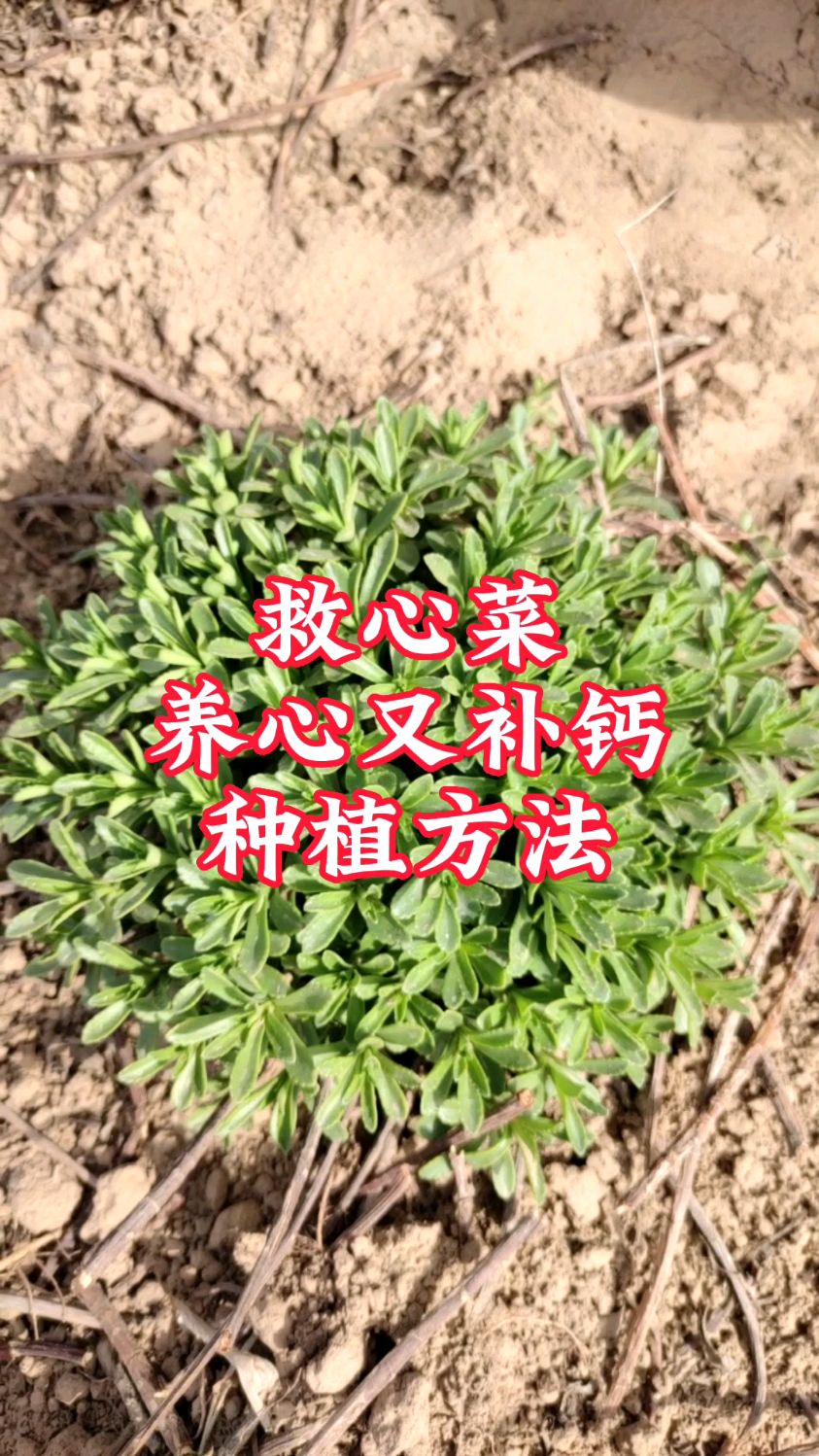 救心菜图片种植方法图片