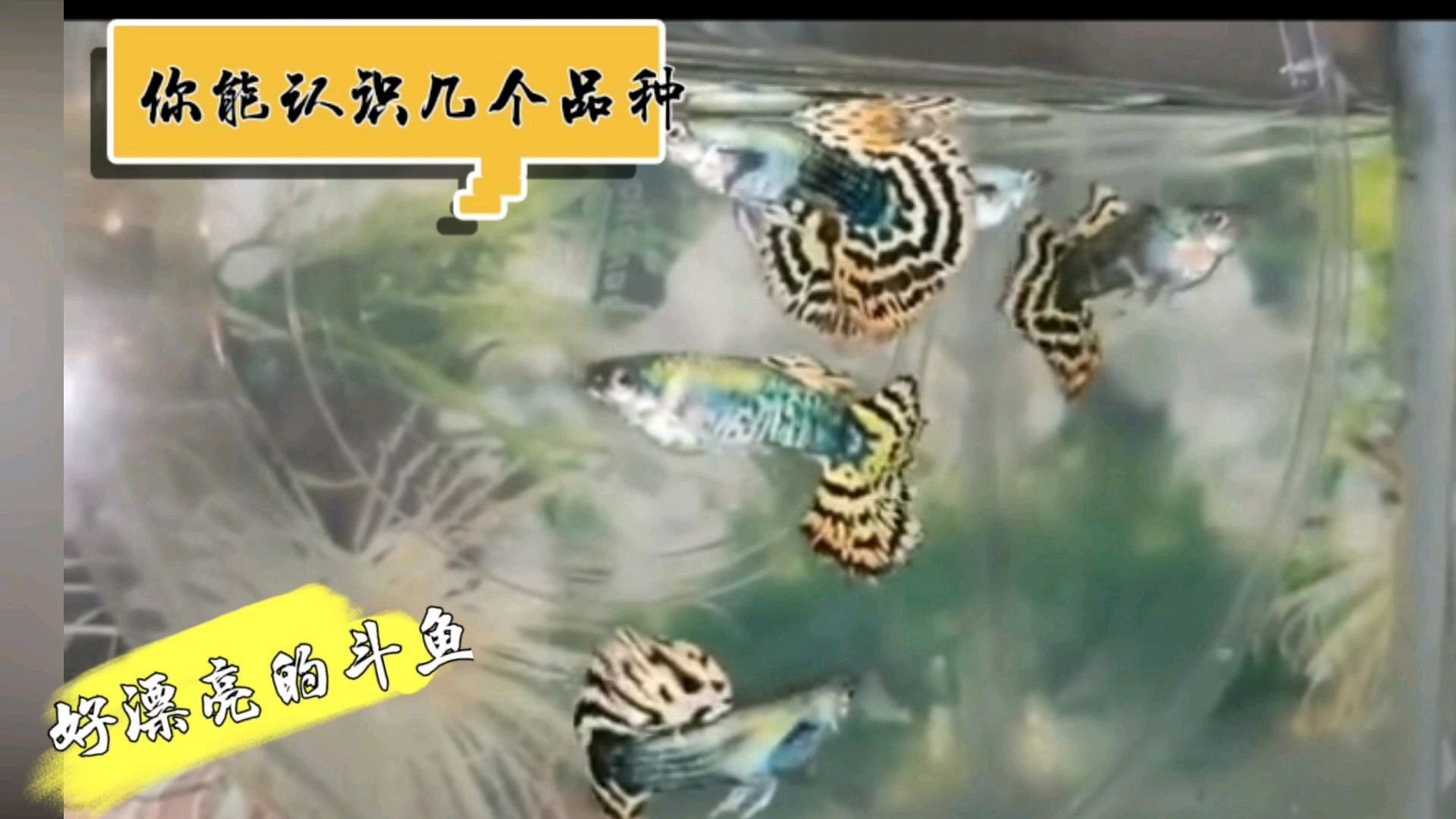 这么漂亮的斗鱼,这么多品种,你能认出几种?