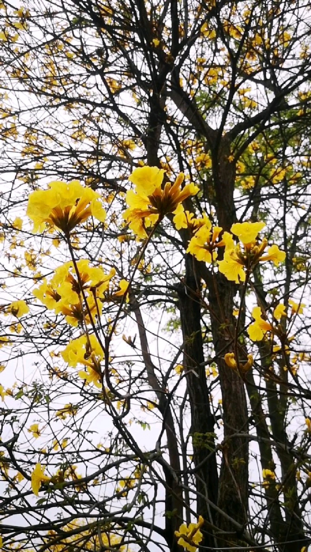 只是一场偶然邂逅,黄风铃树挂满金铃,在春风中,盛装相迎