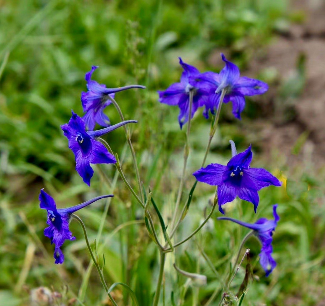 一花一语:翠雀草        翠雀花是高原上的"蓝色精灵",一朵朵花型别致