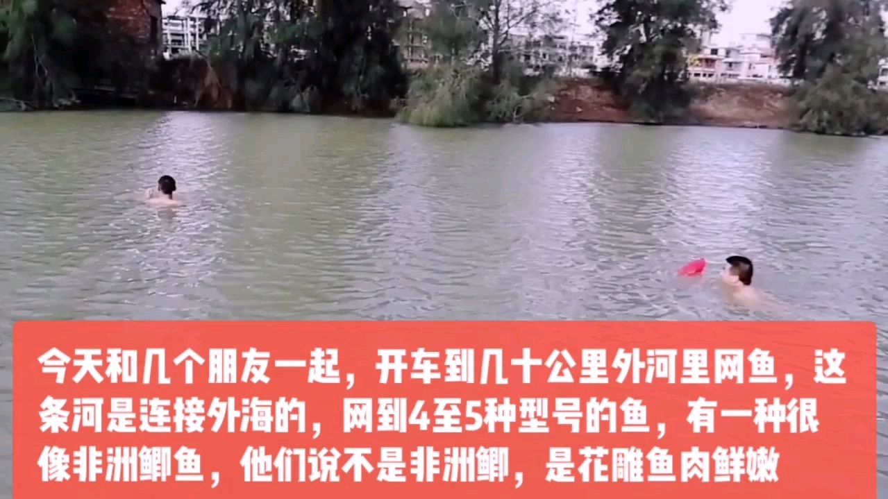 今天有空和朋友到河里去网鱼,水深要下水放网及收鱼,能网到鱼吗