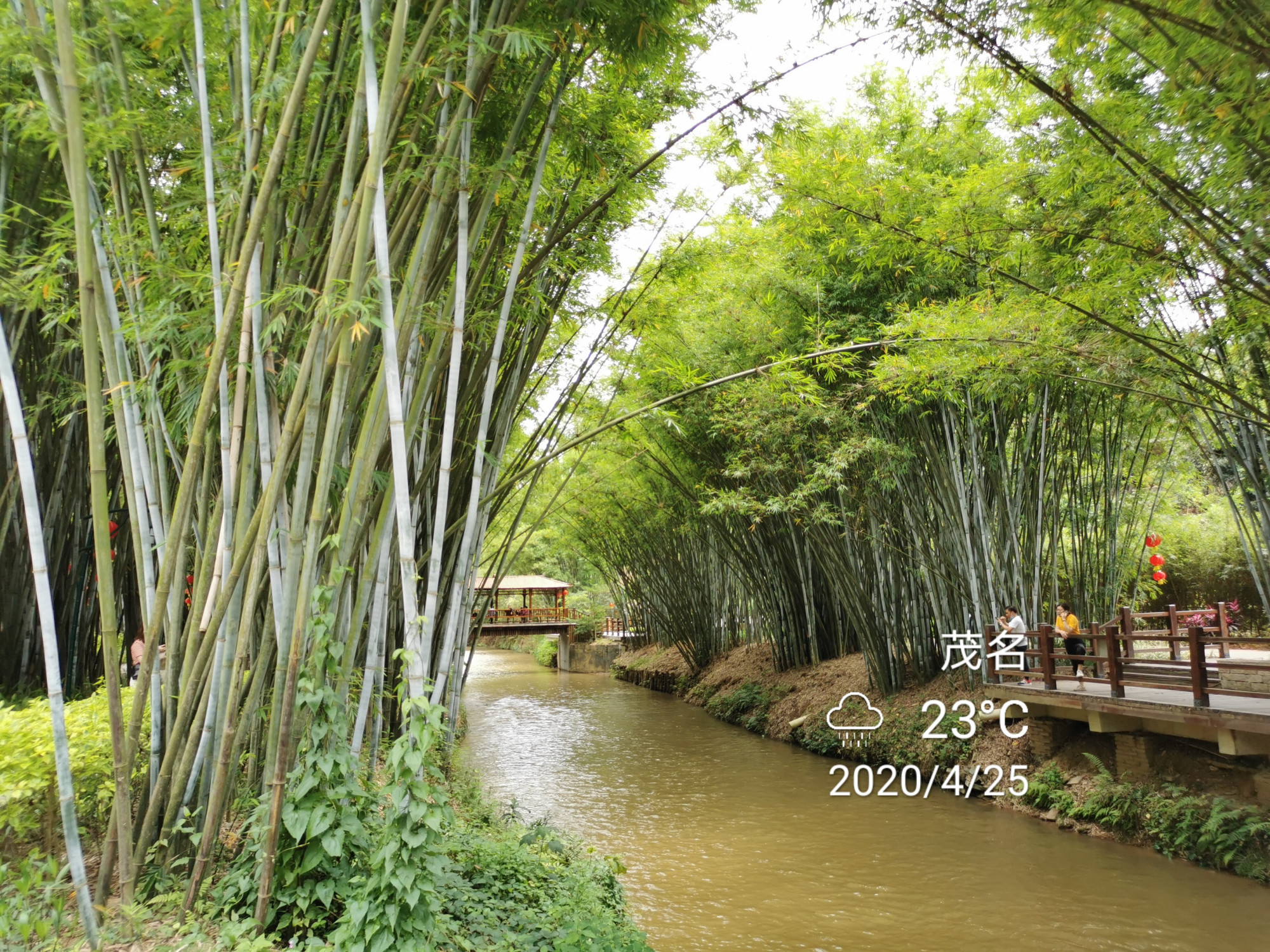 粤西小城风景之信宜旺同竹林