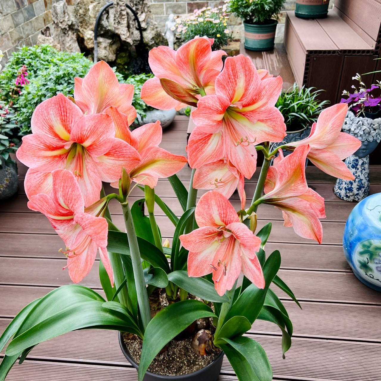 超级大花,直立性好,花期长,盛开后花瓣微卷…爱了99 676767