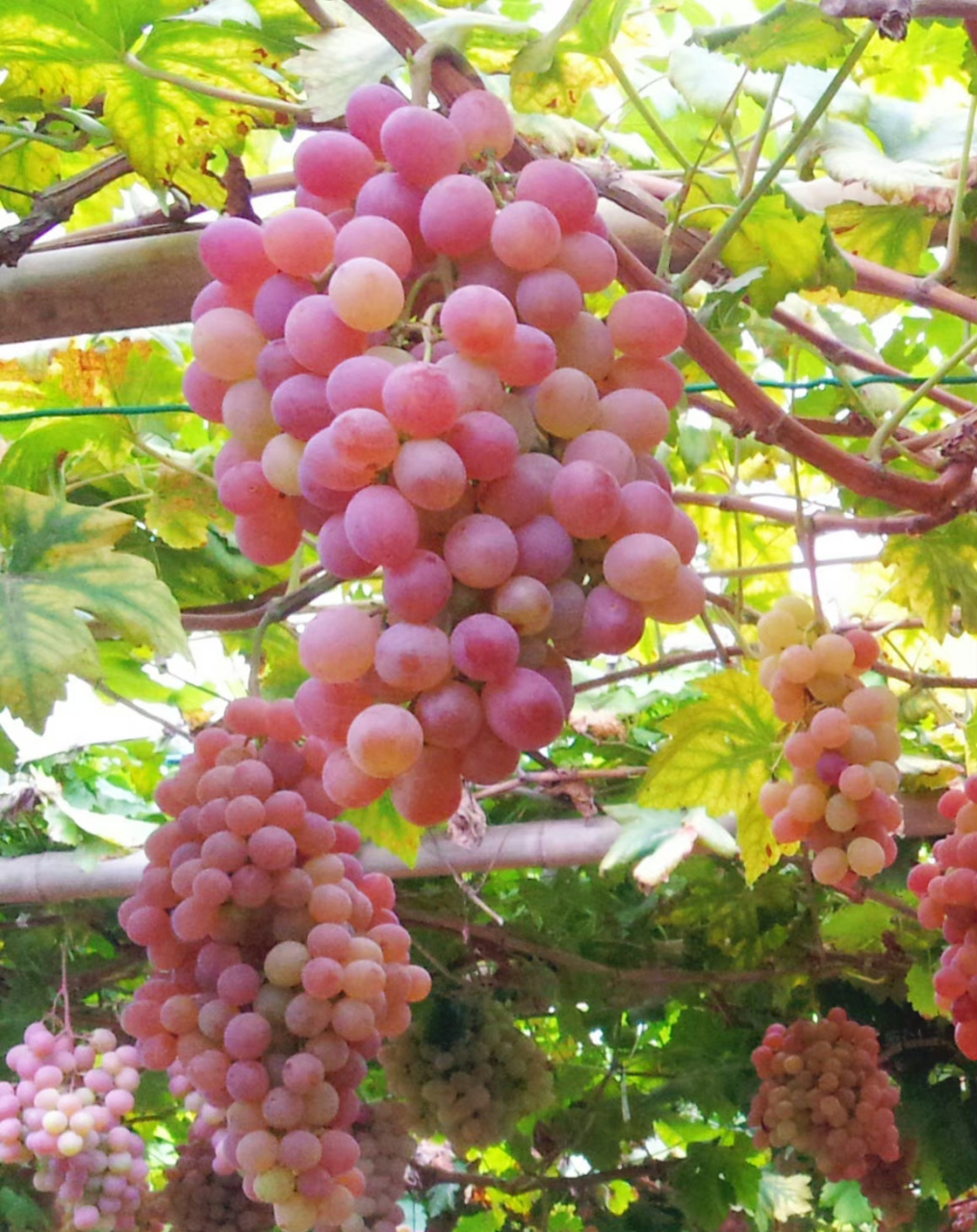 红提,又名:红地球,晚红,葡萄科葡萄属植物.