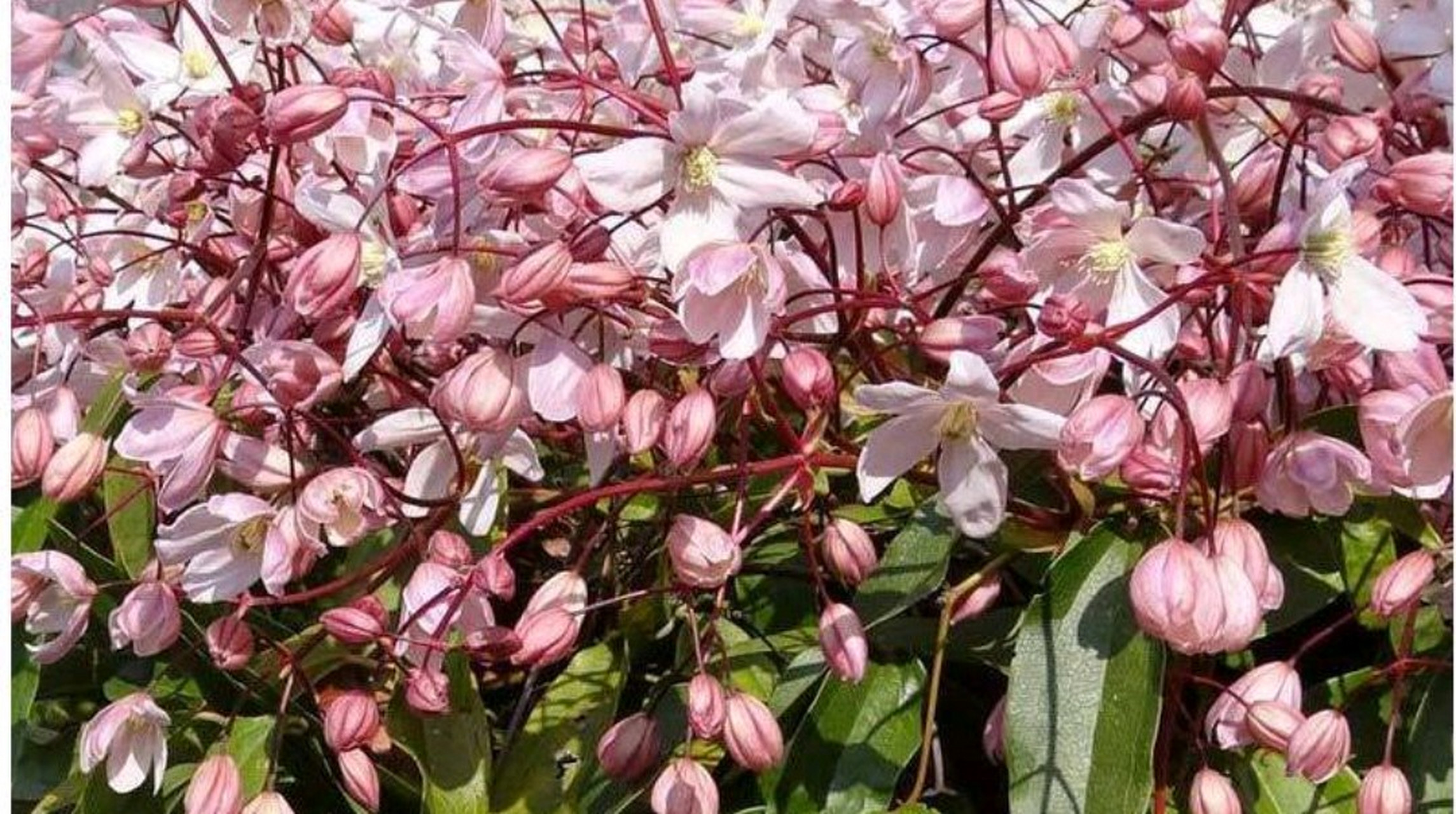 铁线莲"苹果花"具备一流铁线莲的品质,是一个体型特大的家伙,可以攀爬