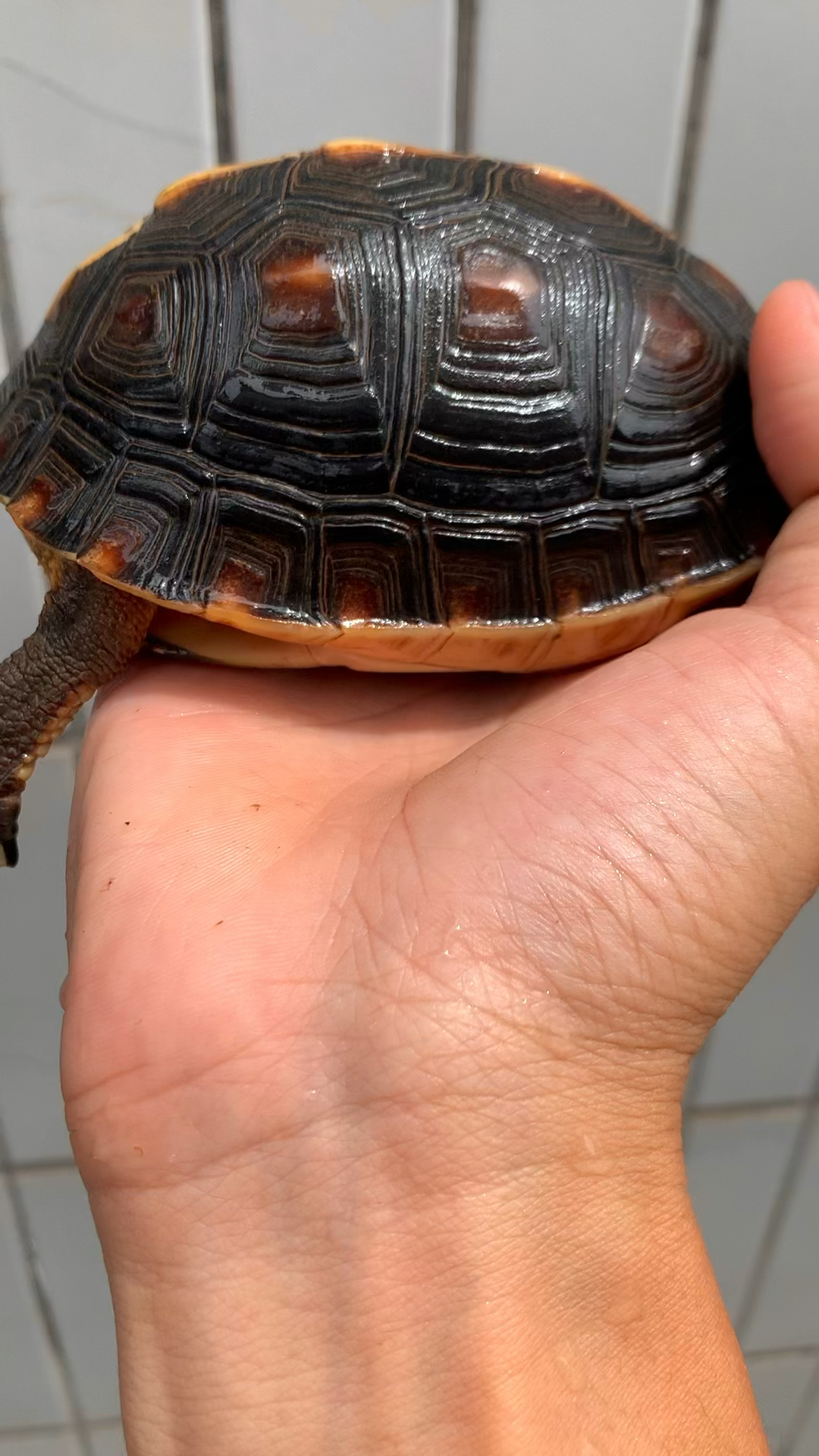 蜘蛛网纹安缘闭壳龟