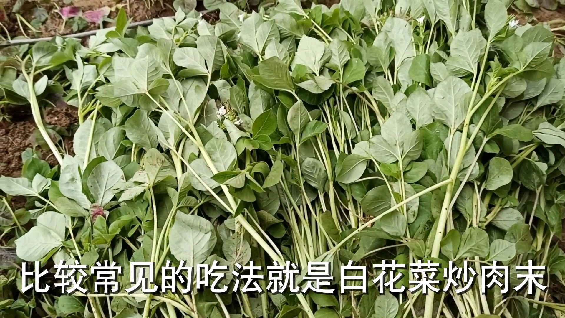 湖北特产白花菜,让湖北人难以忘记的味道,难以磨灭的情怀