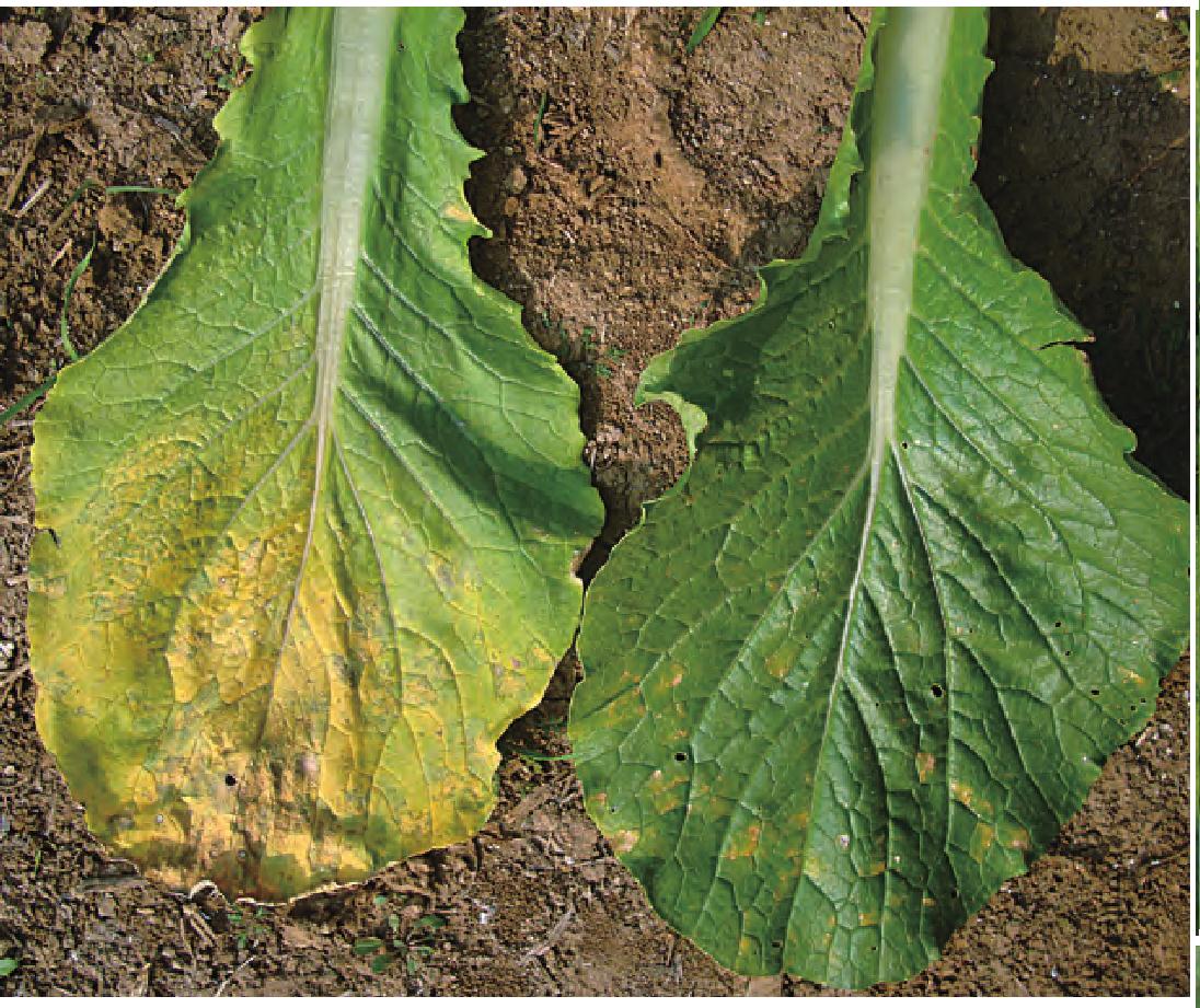 白菜病虫害的防治方法,助力农林现代化发展