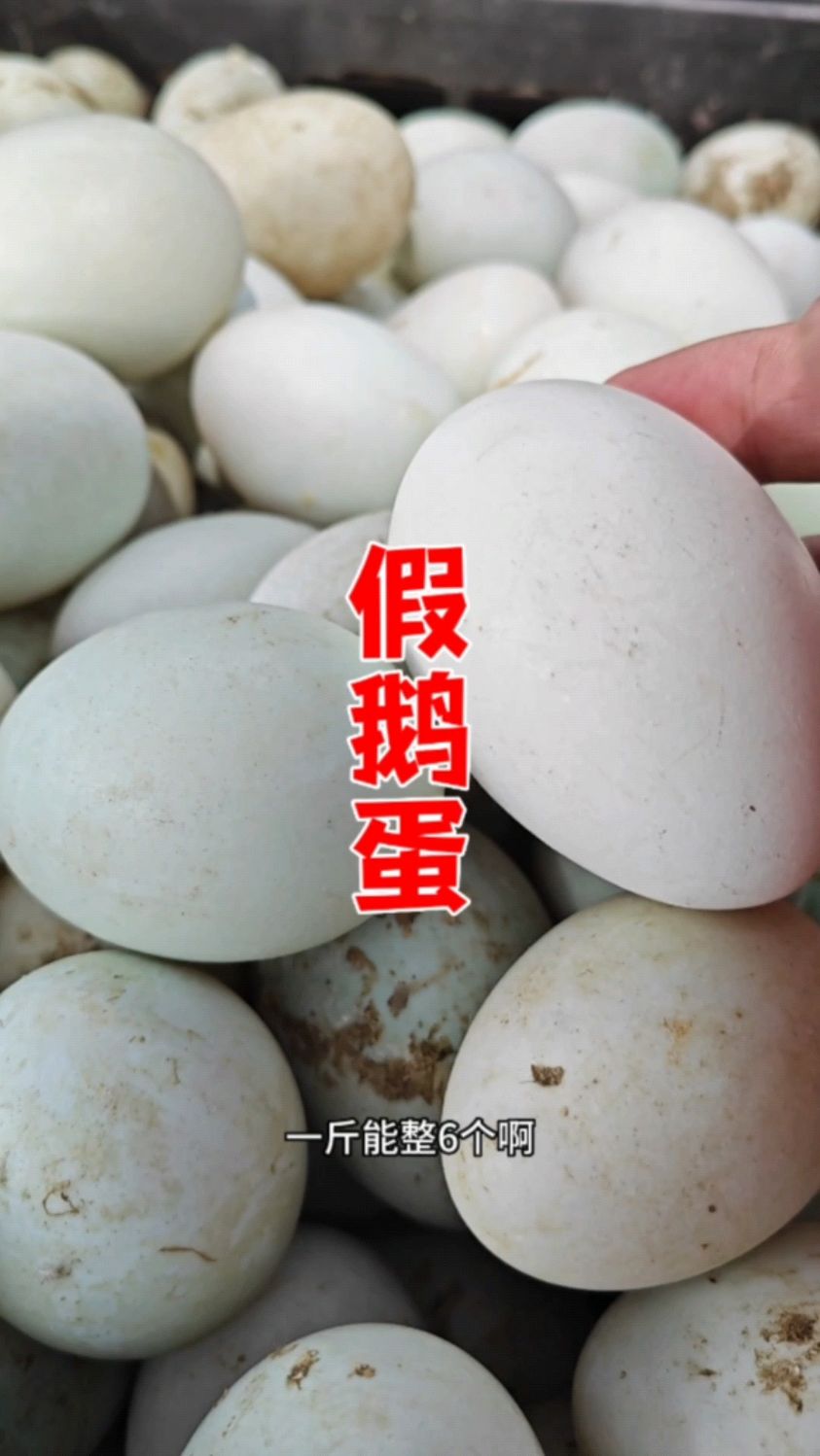 有人说我买的是假鹅蛋,请大家来鉴定一下是真是假? #假鹅蛋